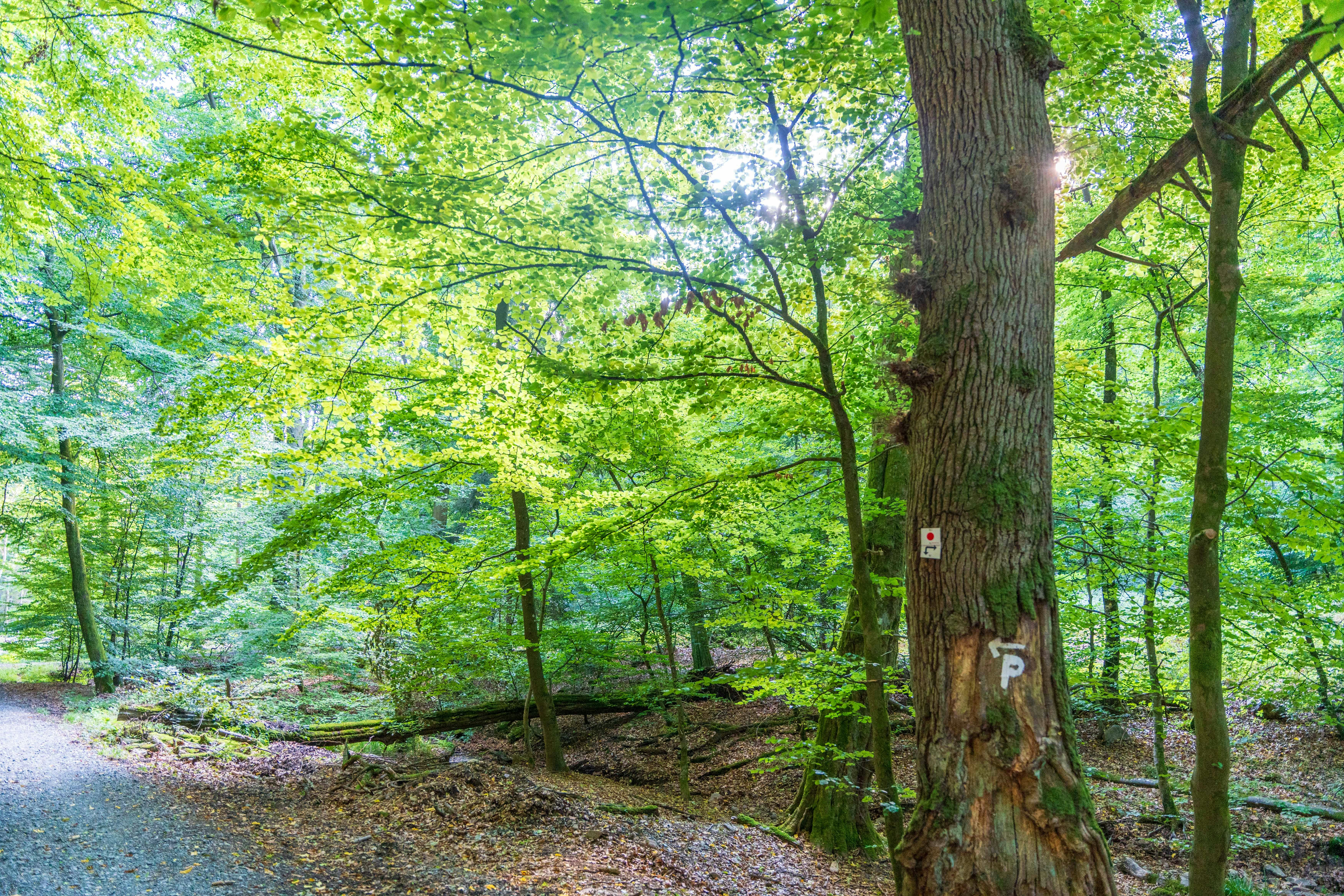 Photo by masoodaslami