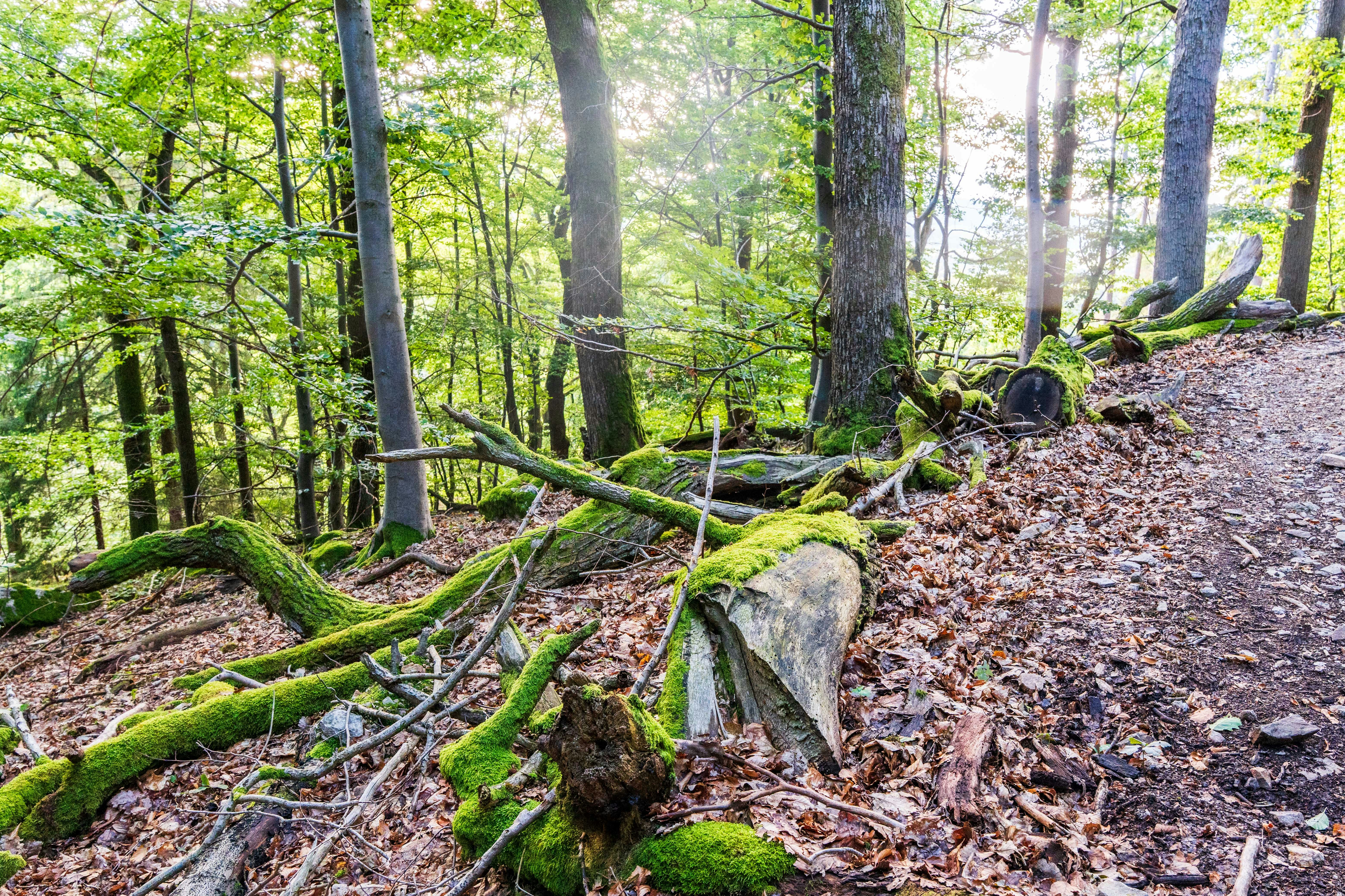 Photo by masoodaslami