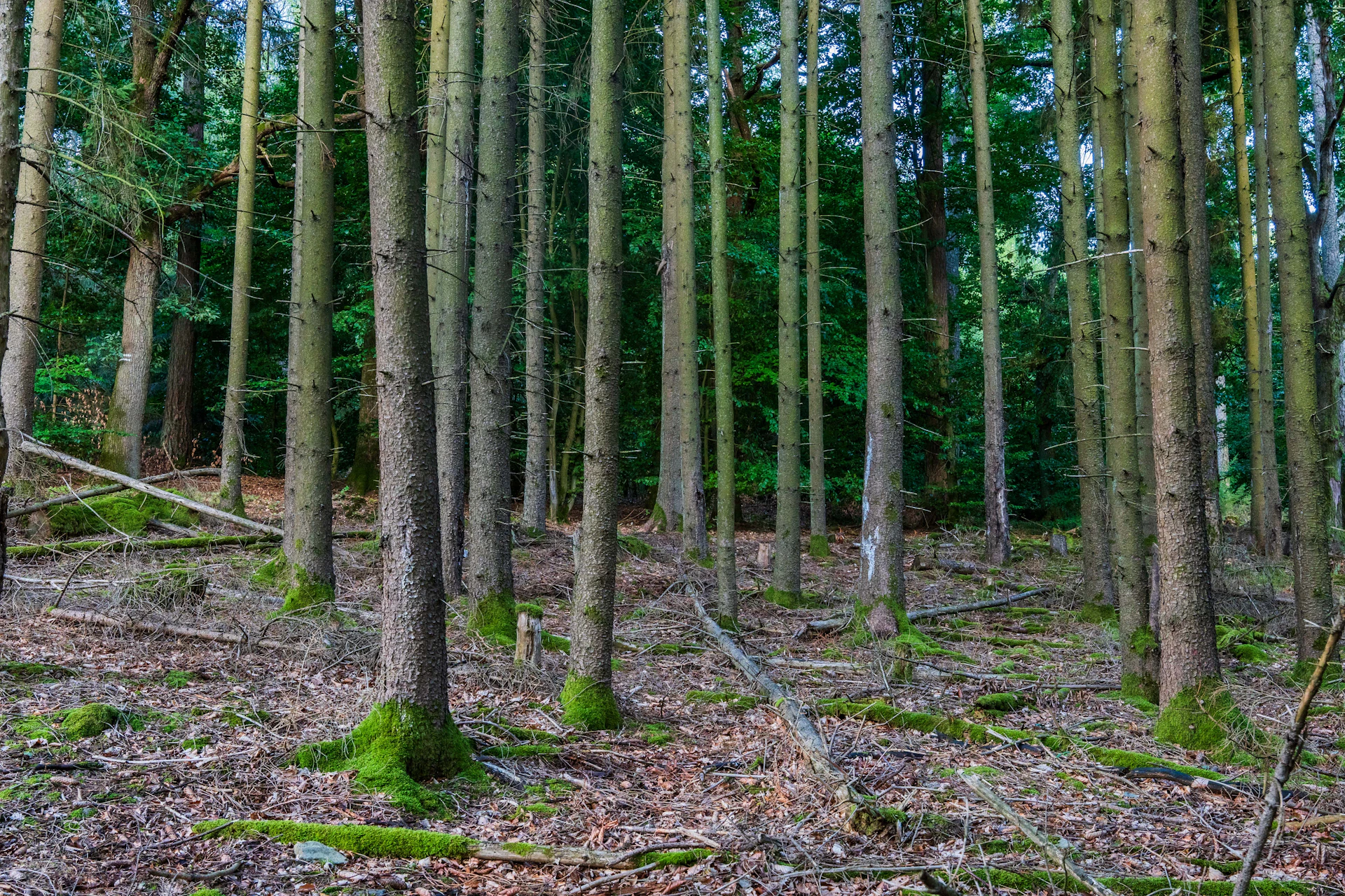 Tall mossy trees in a dense rainforest