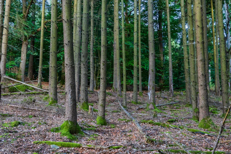 Tall trees in a dense forest with mossy trunks
