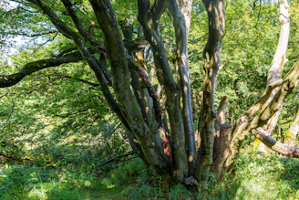 Twisted tree trunks in a sunlit forest clearing.
