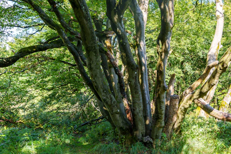 Twisted tree trunks in a sunlit forest clearing.