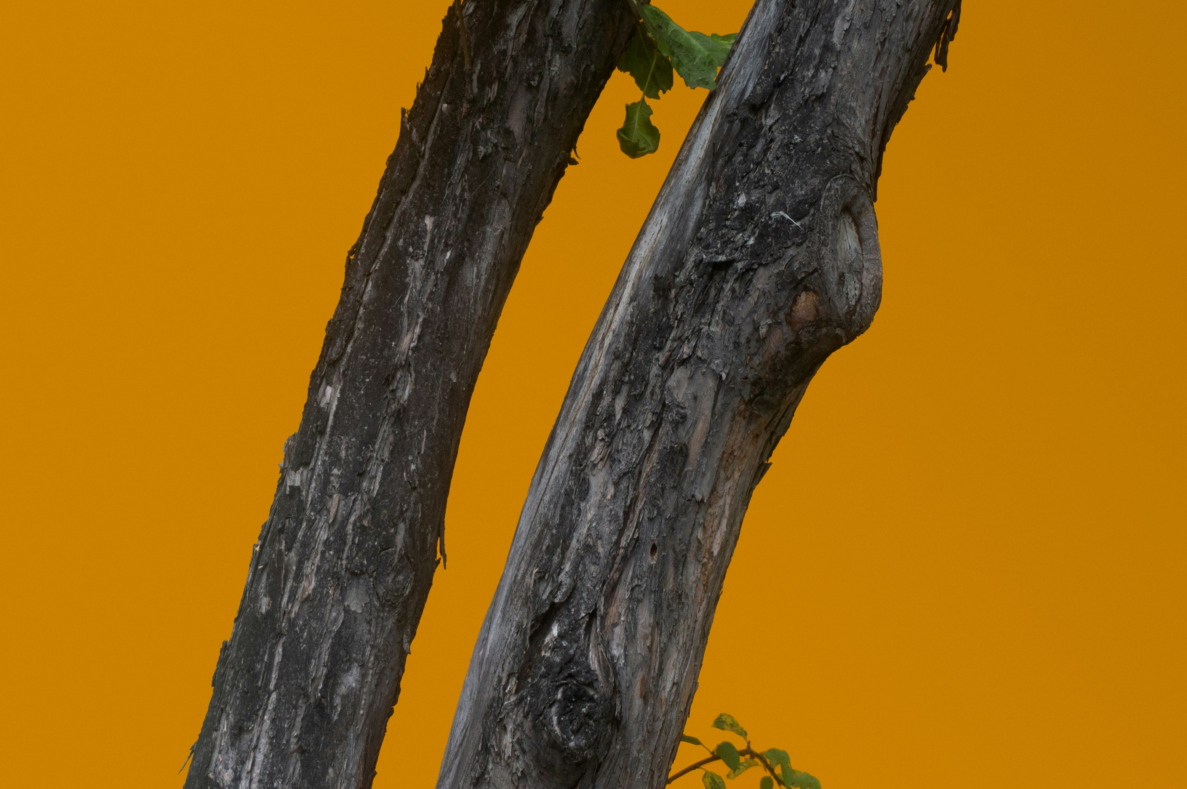 photo-1756727375103-e7862f3c5143?ixid=M3wxMjA3fDB8MXxzZWFyY2h8MTV8fGthbmluYWx1fGVufDB8fHx8MTc2MDA2MDc1NHww\u0026ixlib=rb-4.1.0