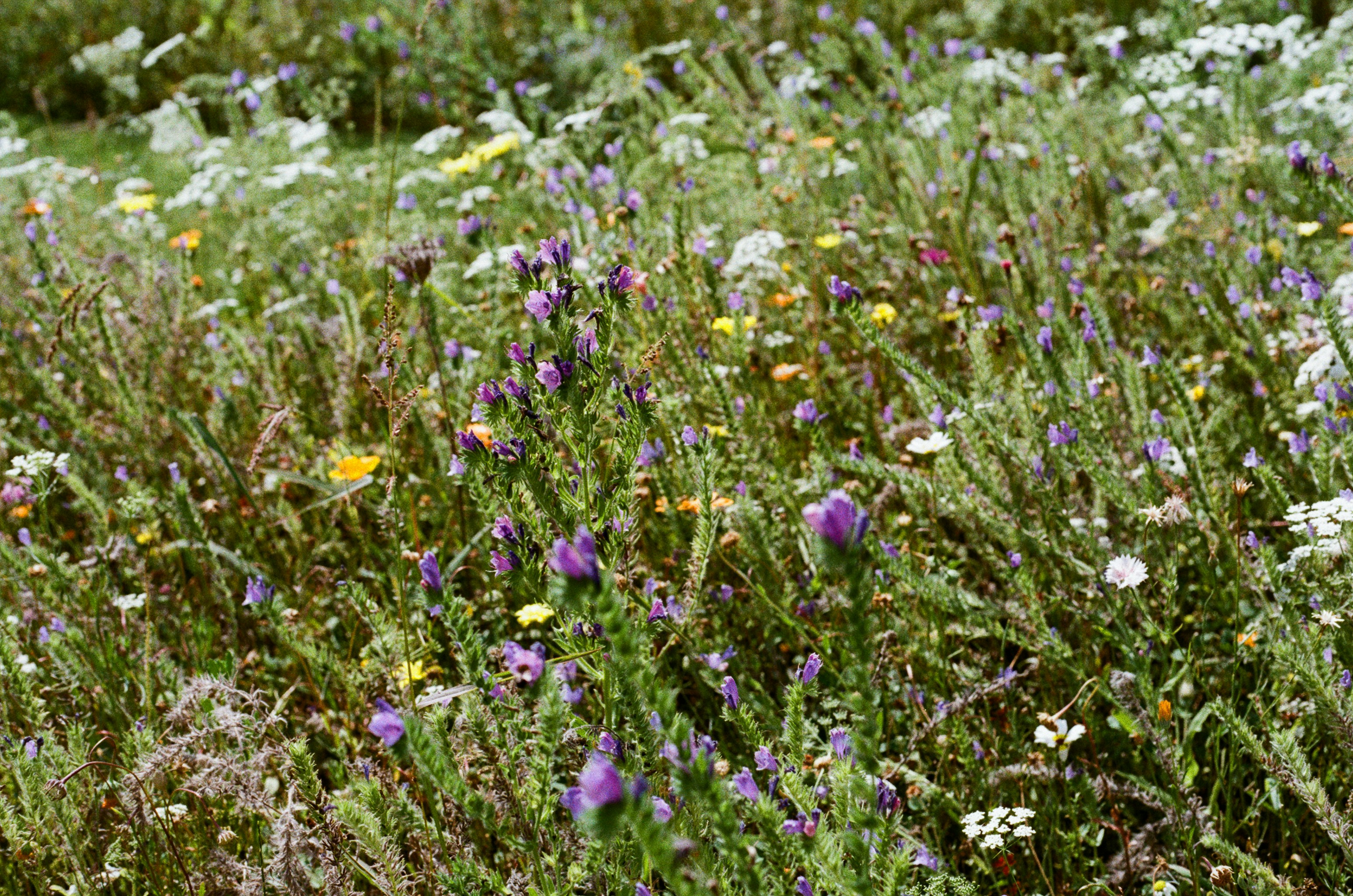 Photo by tanyabarrow