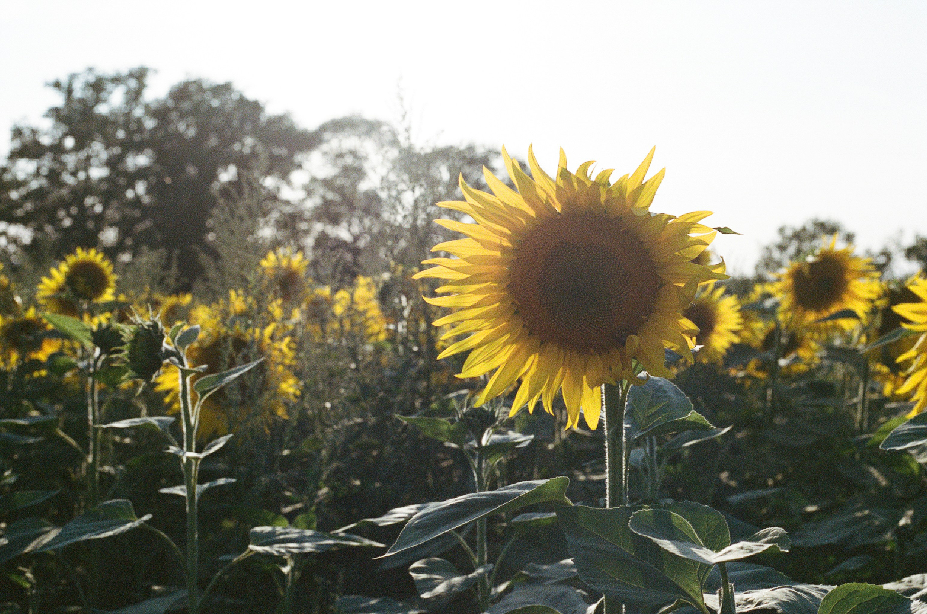 Photo by tanyabarrow