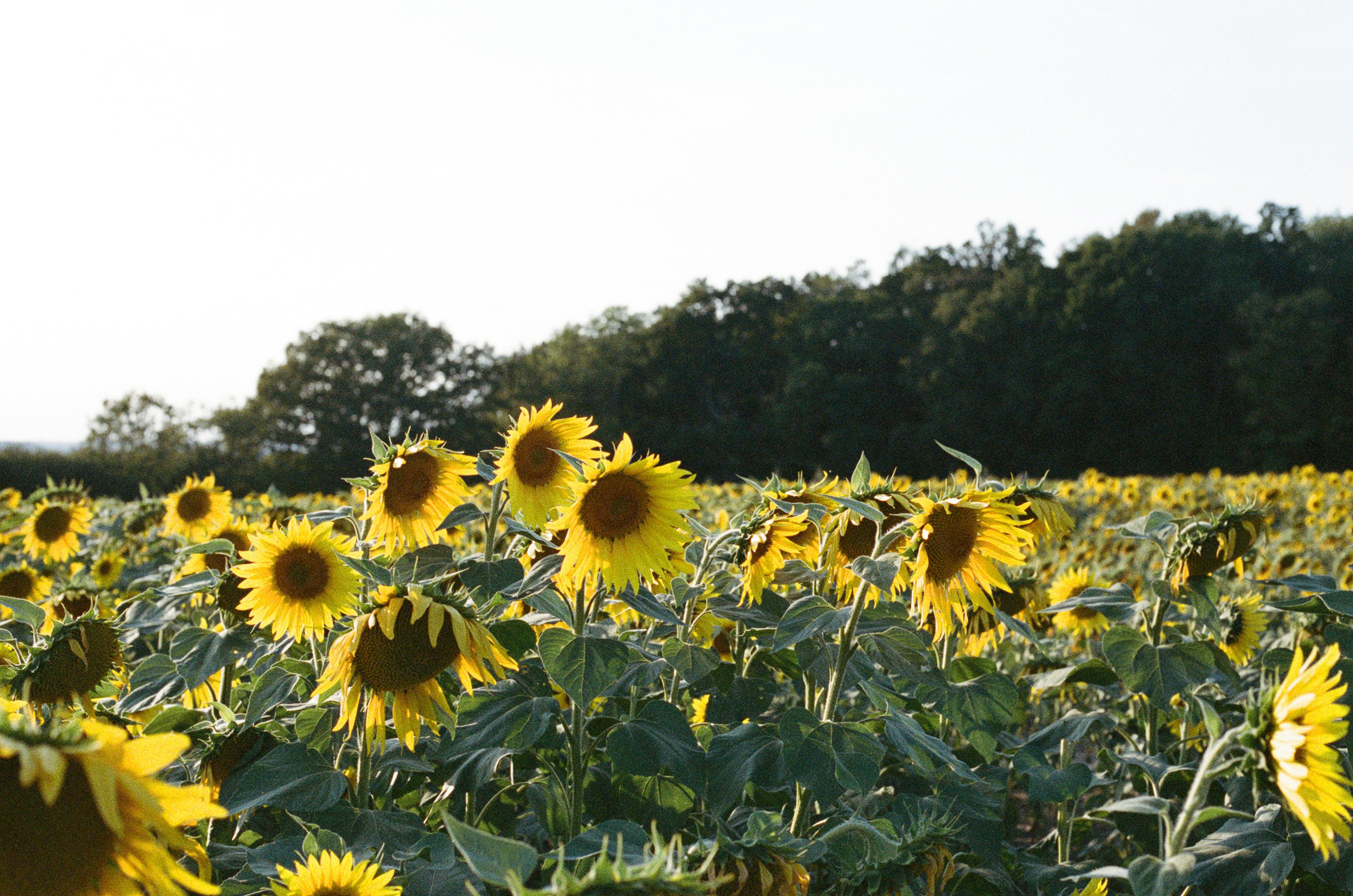 Photo by tanyabarrow