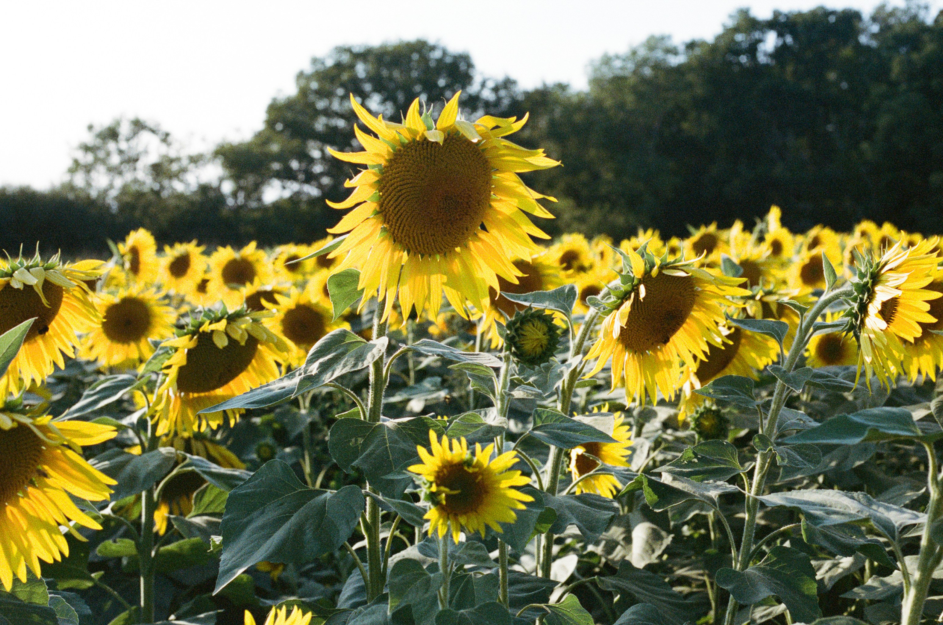 Photo by tanyabarrow