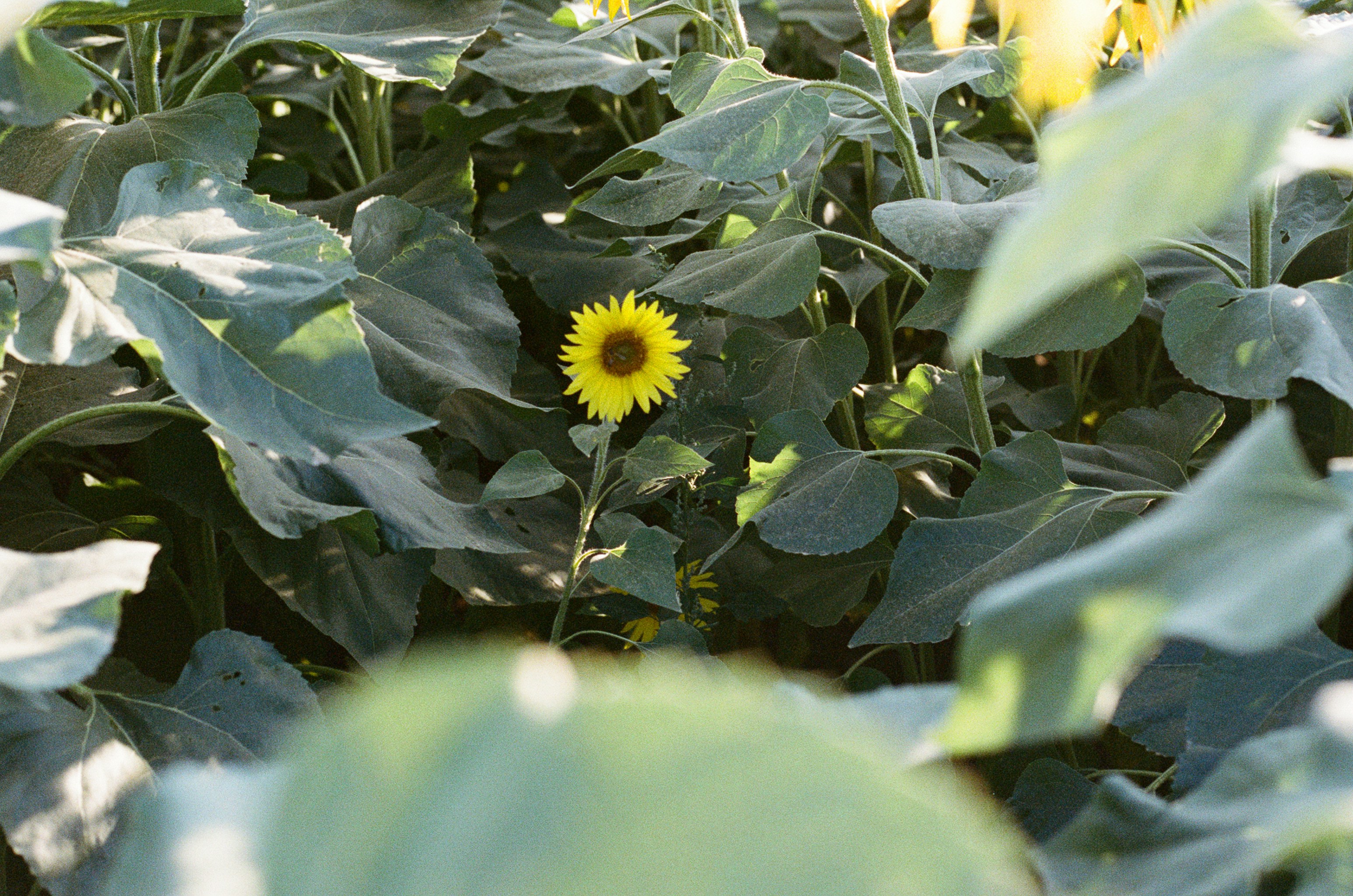 Photo by tanyabarrow