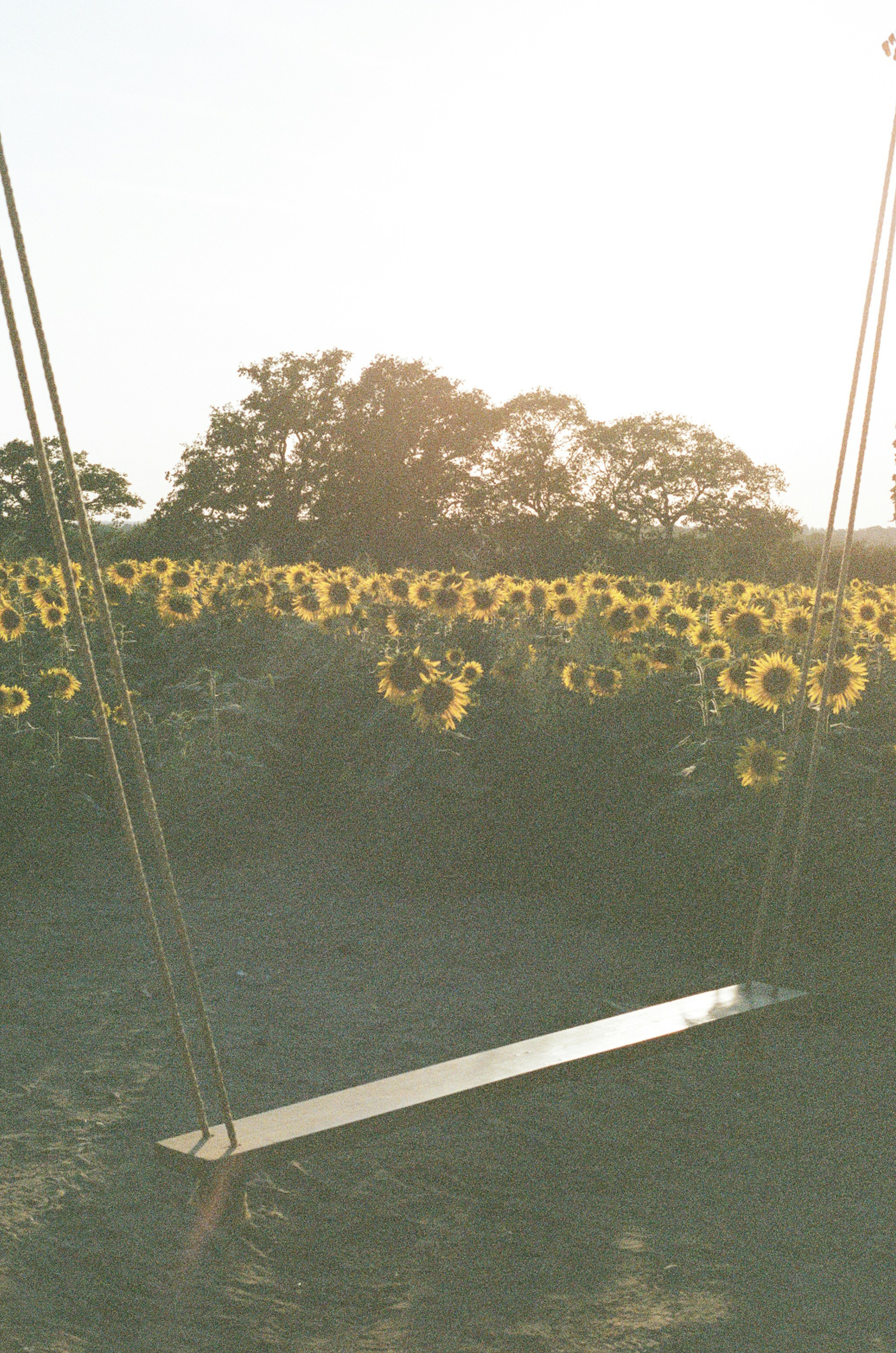Empty swing set in a sunflower field at sunset