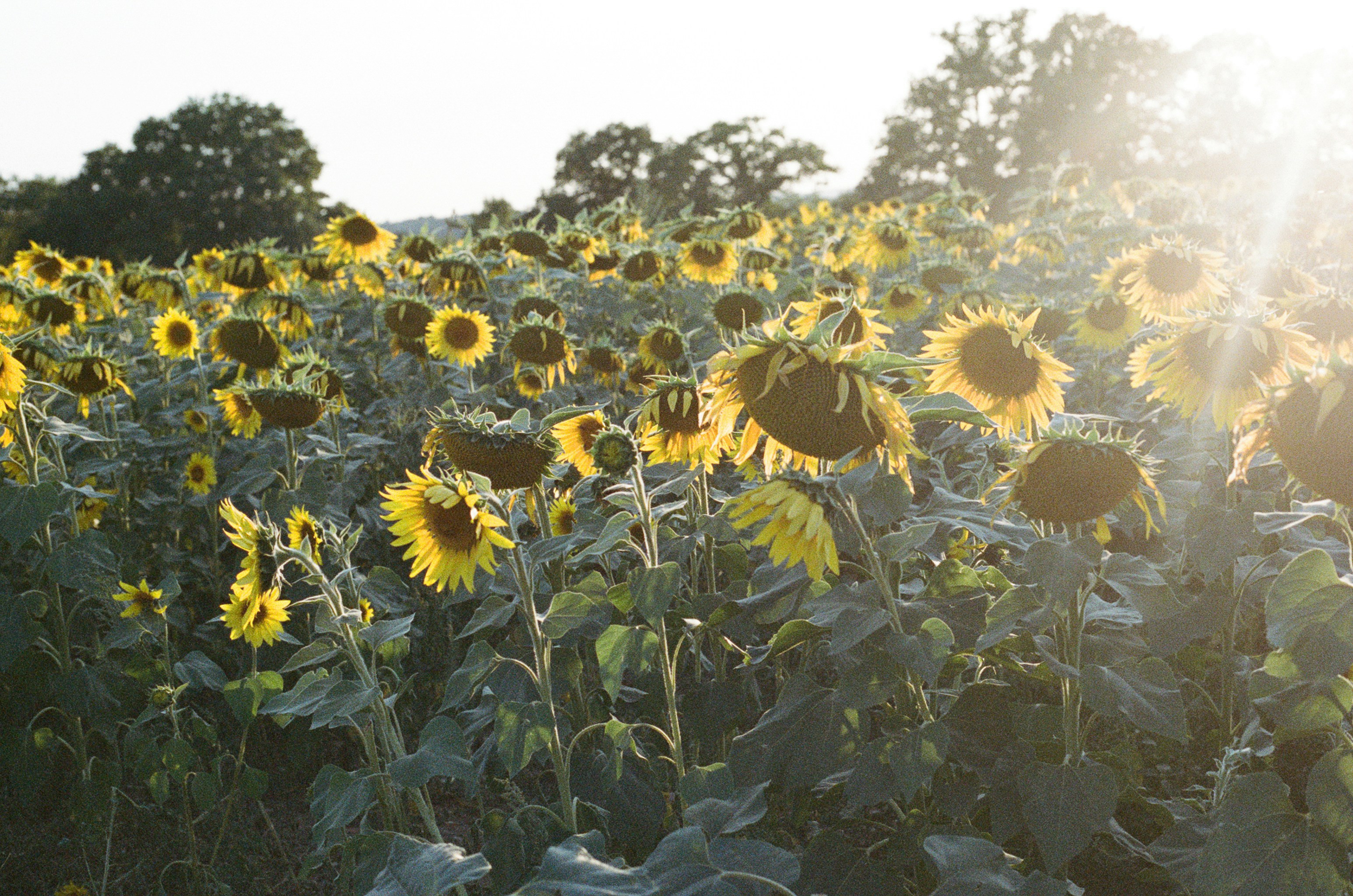 Photo by tanyabarrow