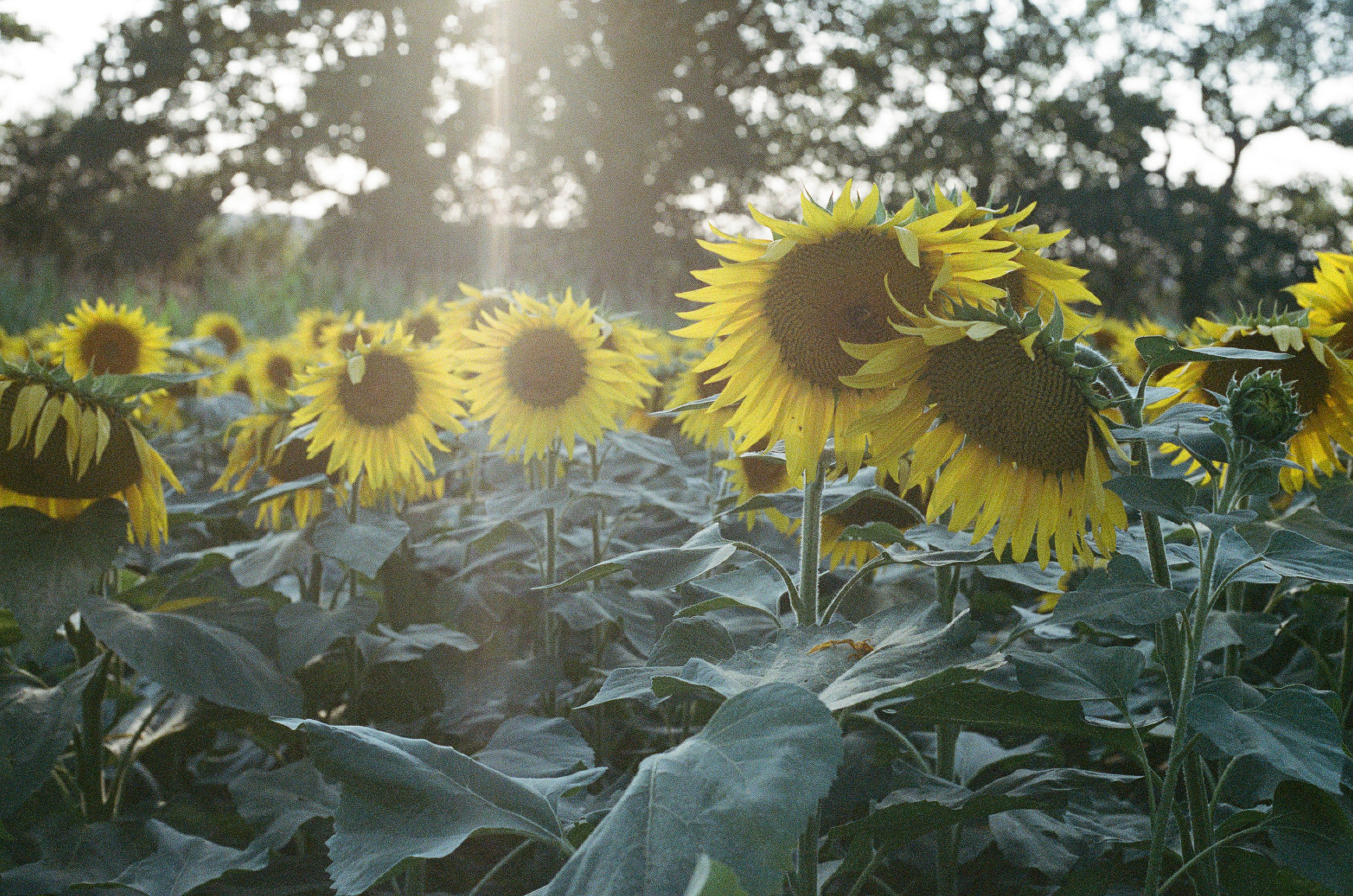 Photo by tanyabarrow