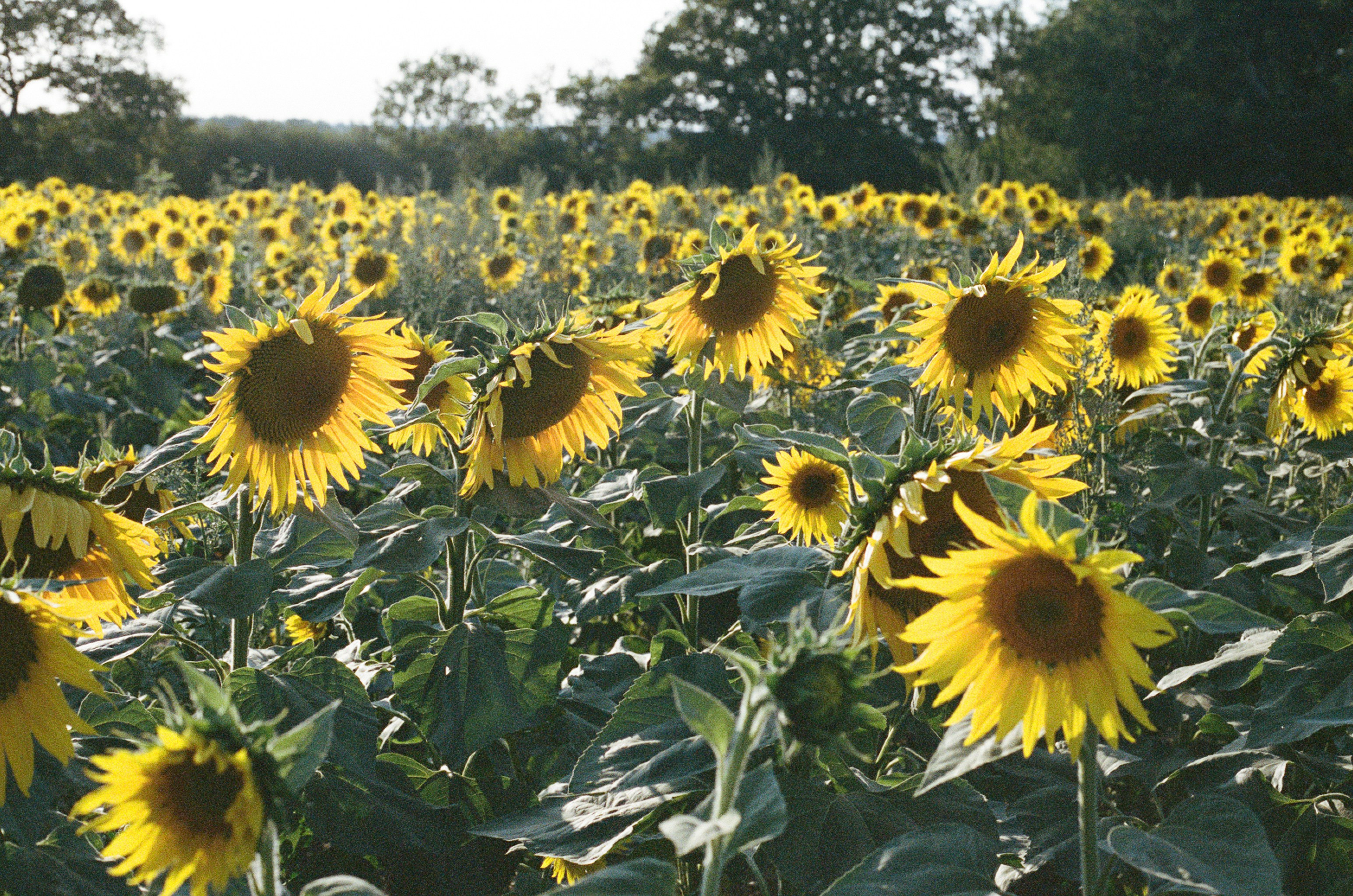 Photo by tanyabarrow