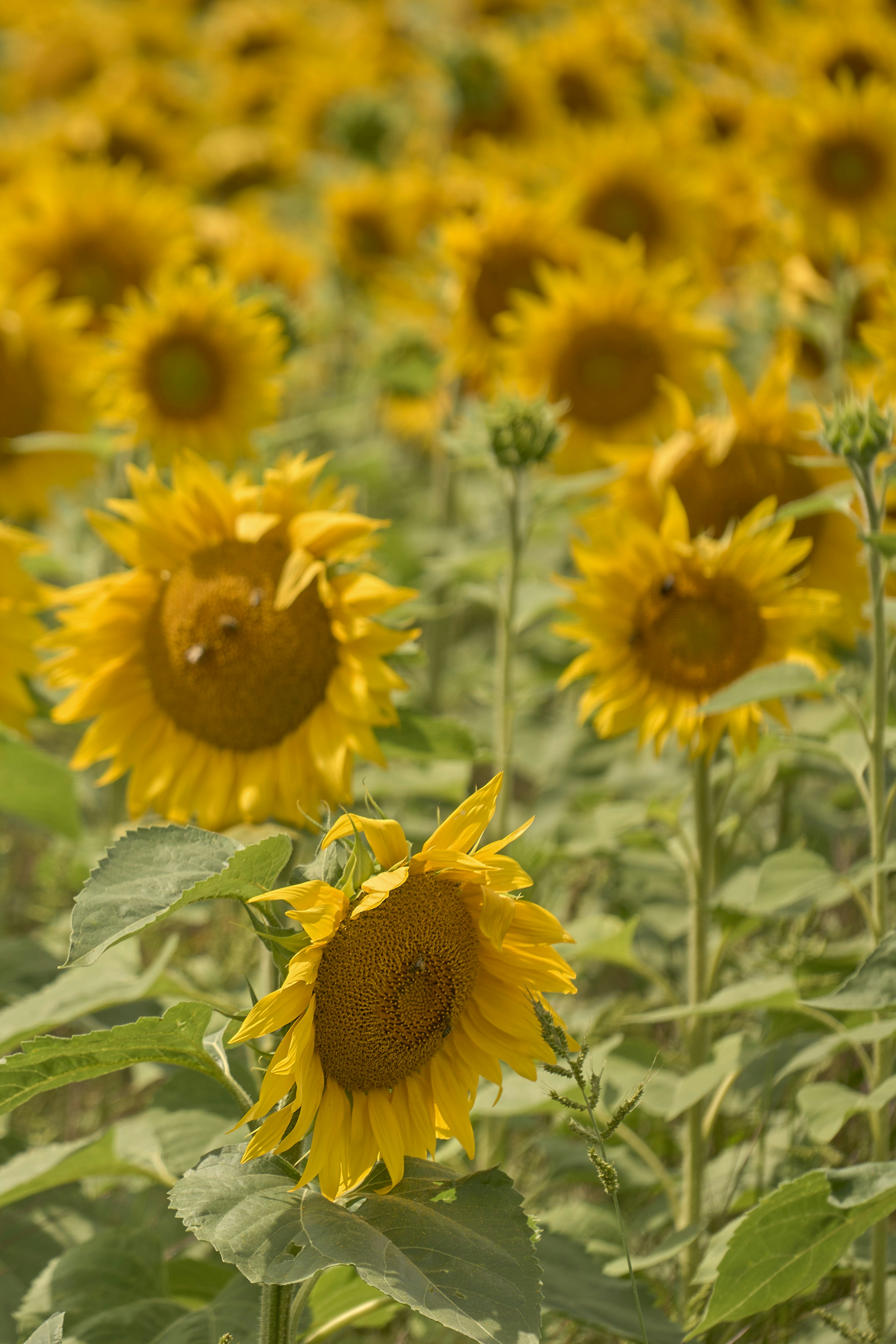 Photo by wolfgang_hasselmann