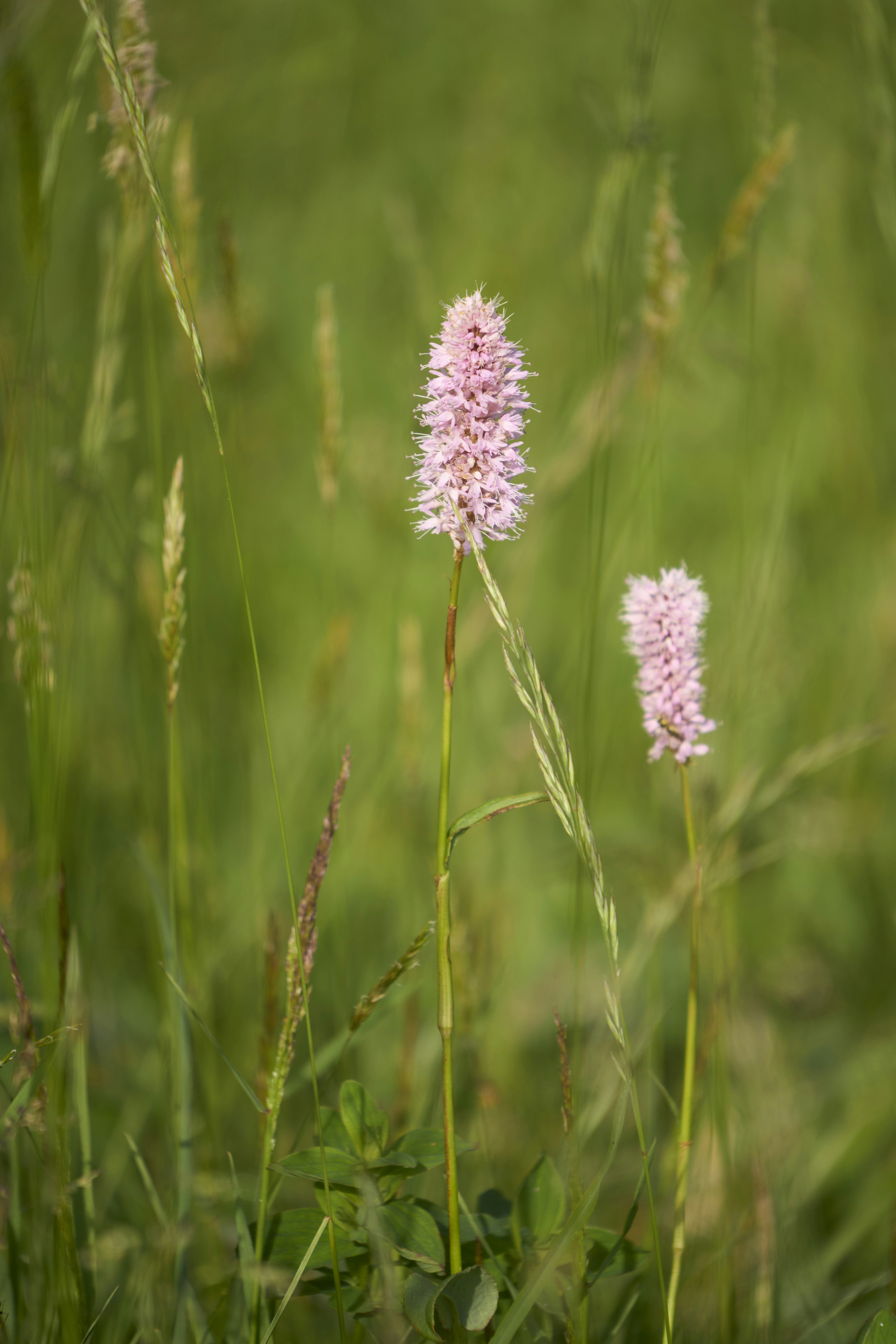 Photo by wolfgang_hasselmann