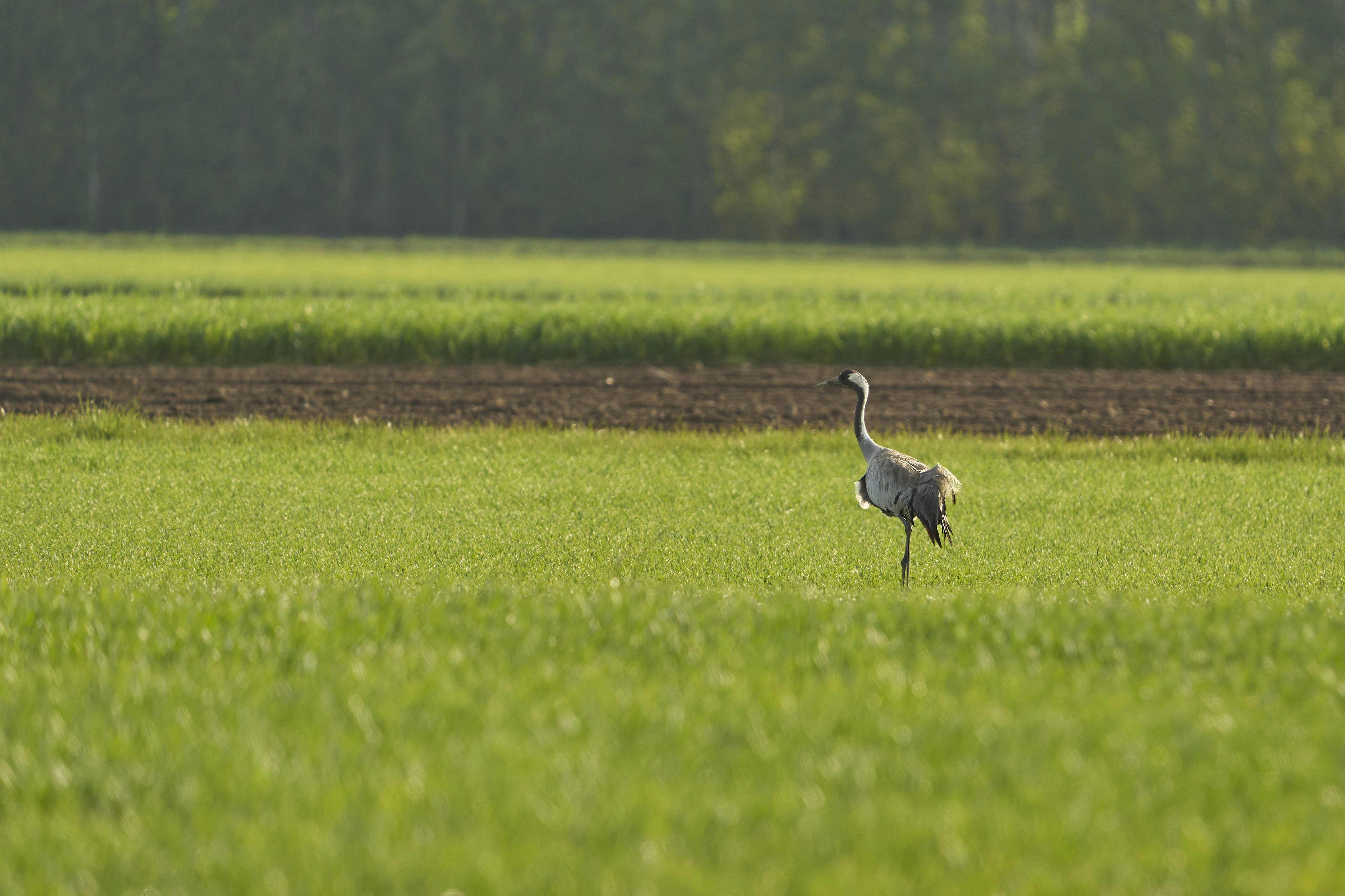 Photo by wolfgang_hasselmann