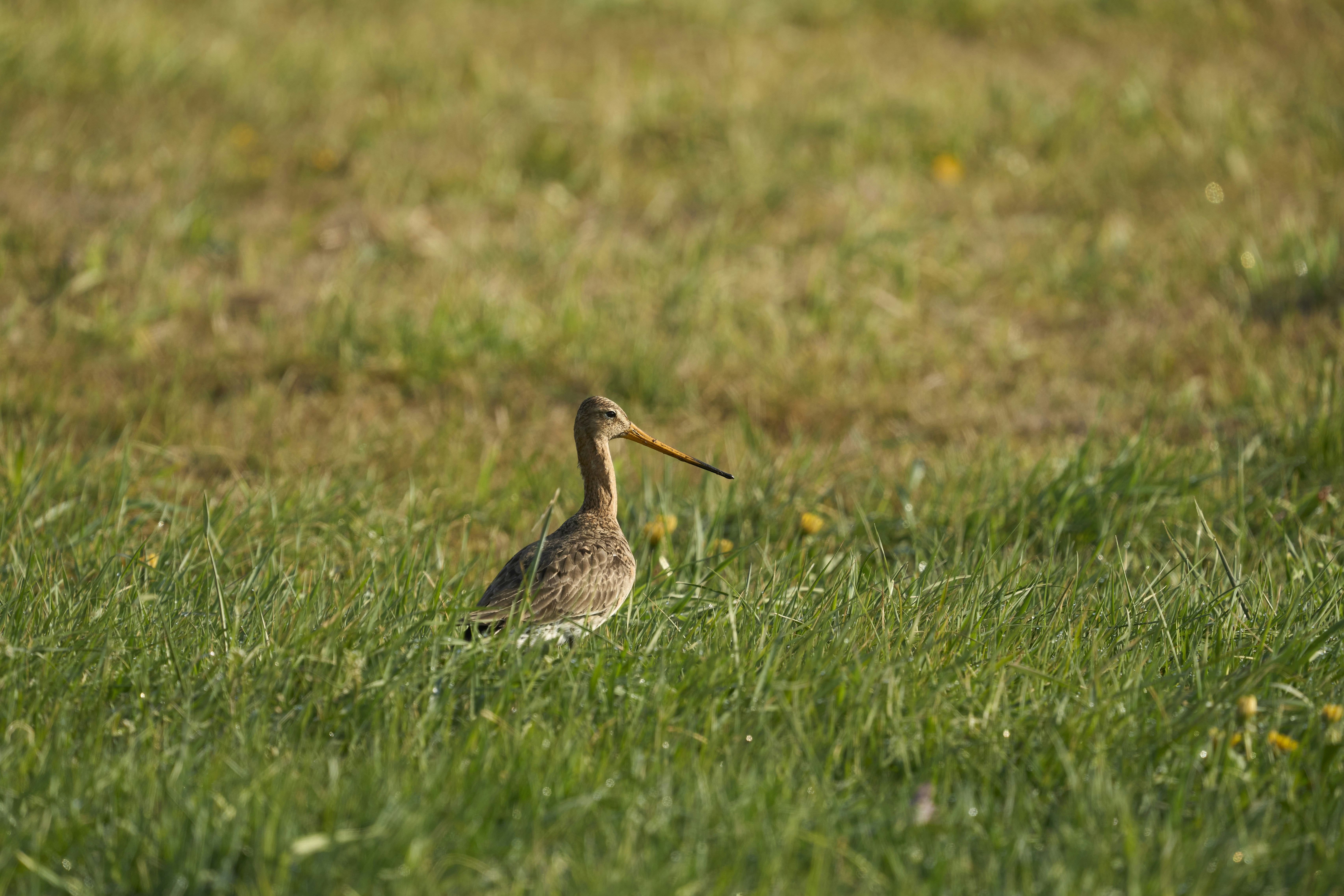 Photo by wolfgang_hasselmann