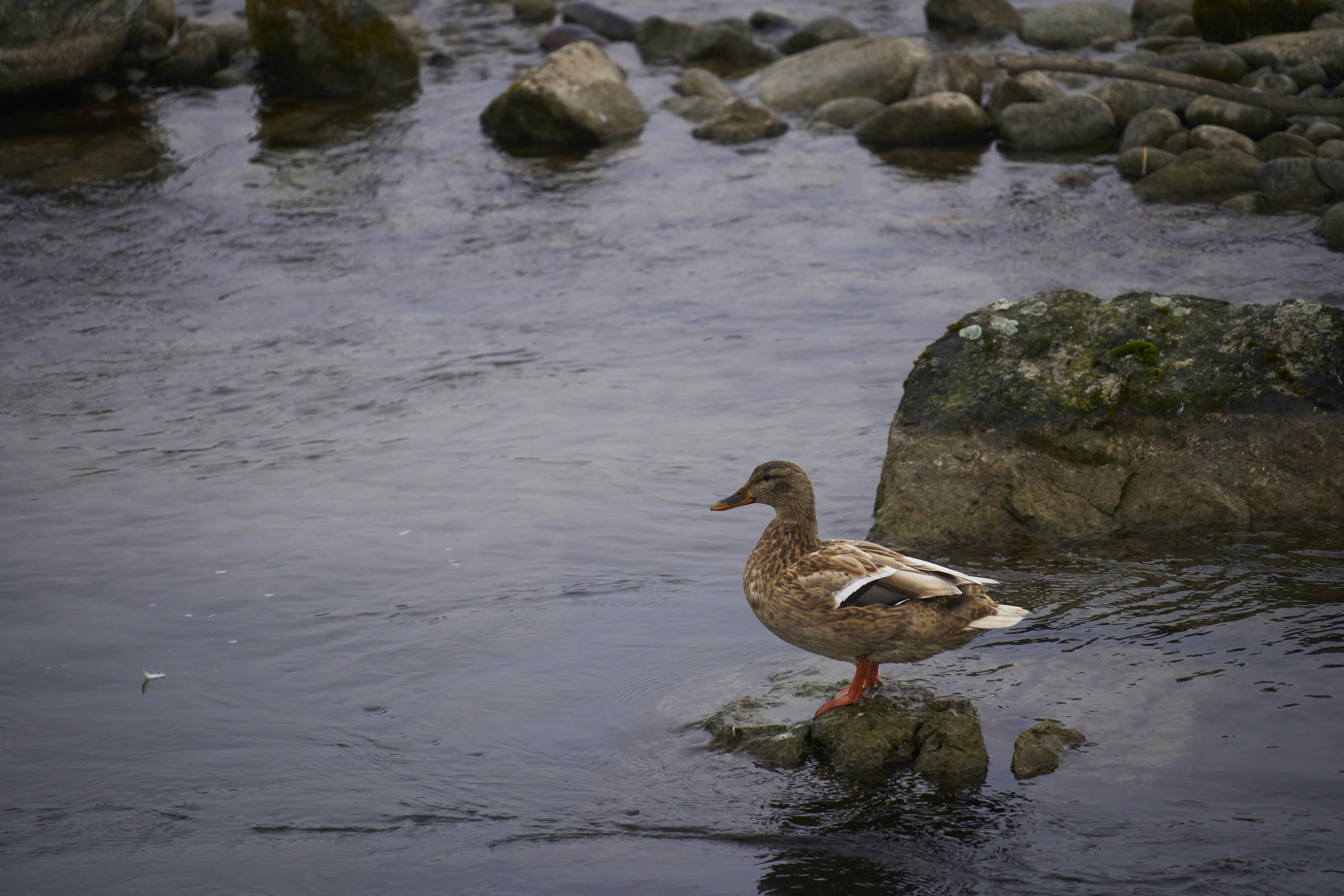 Photo by wolfgang_hasselmann