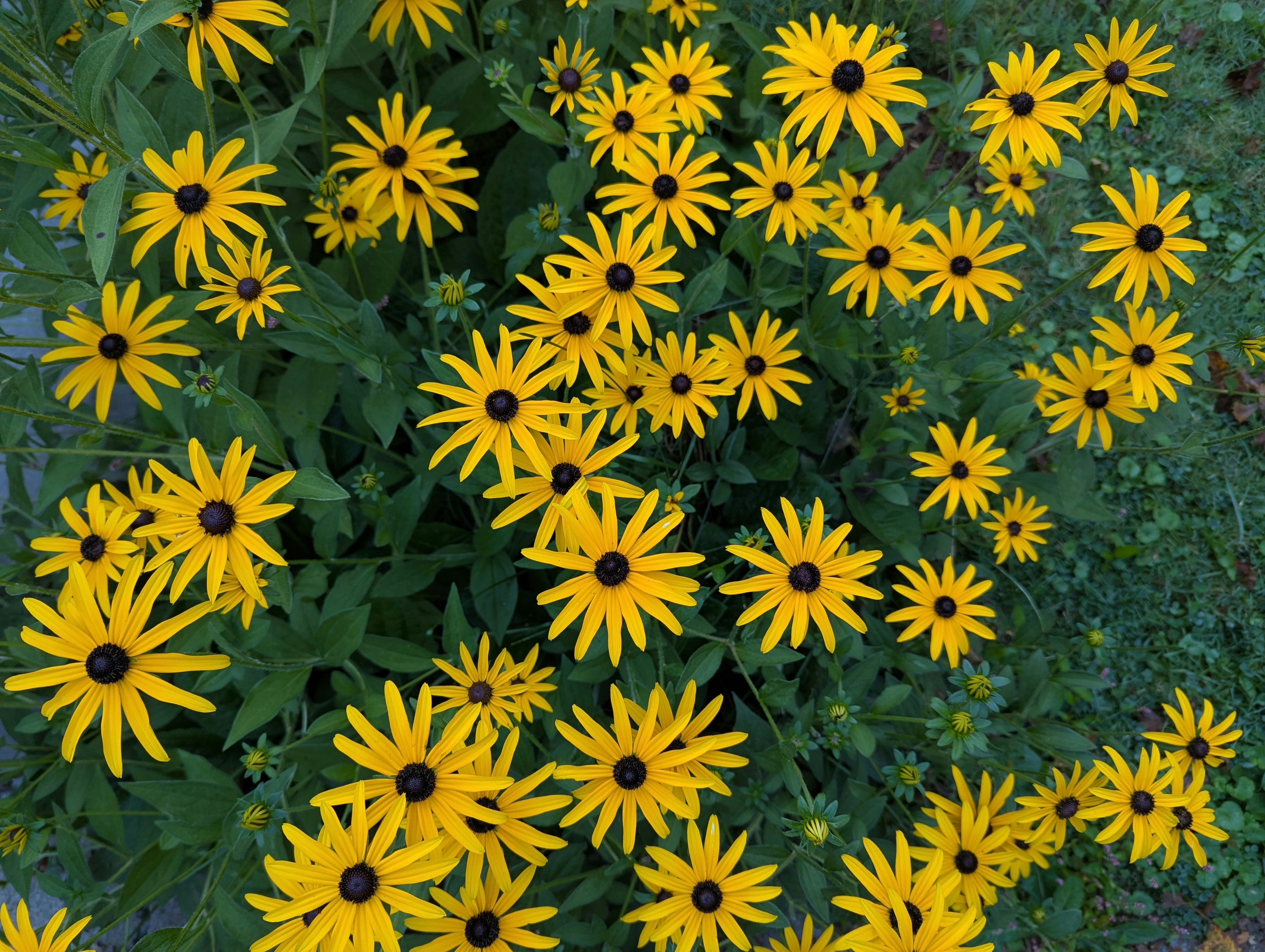 Field of yellow black-eyed susan flowers