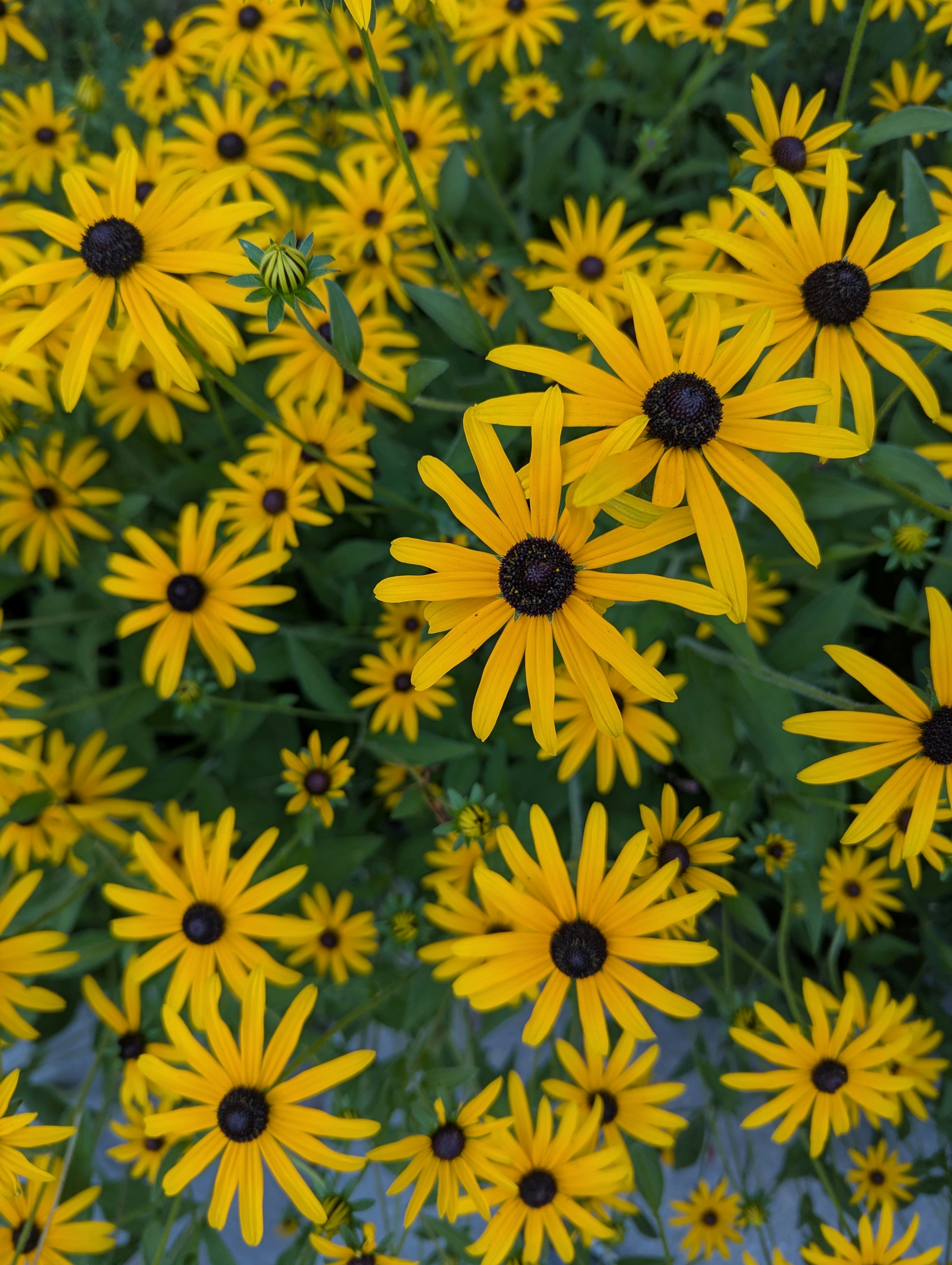 Photo by tamrootbeer