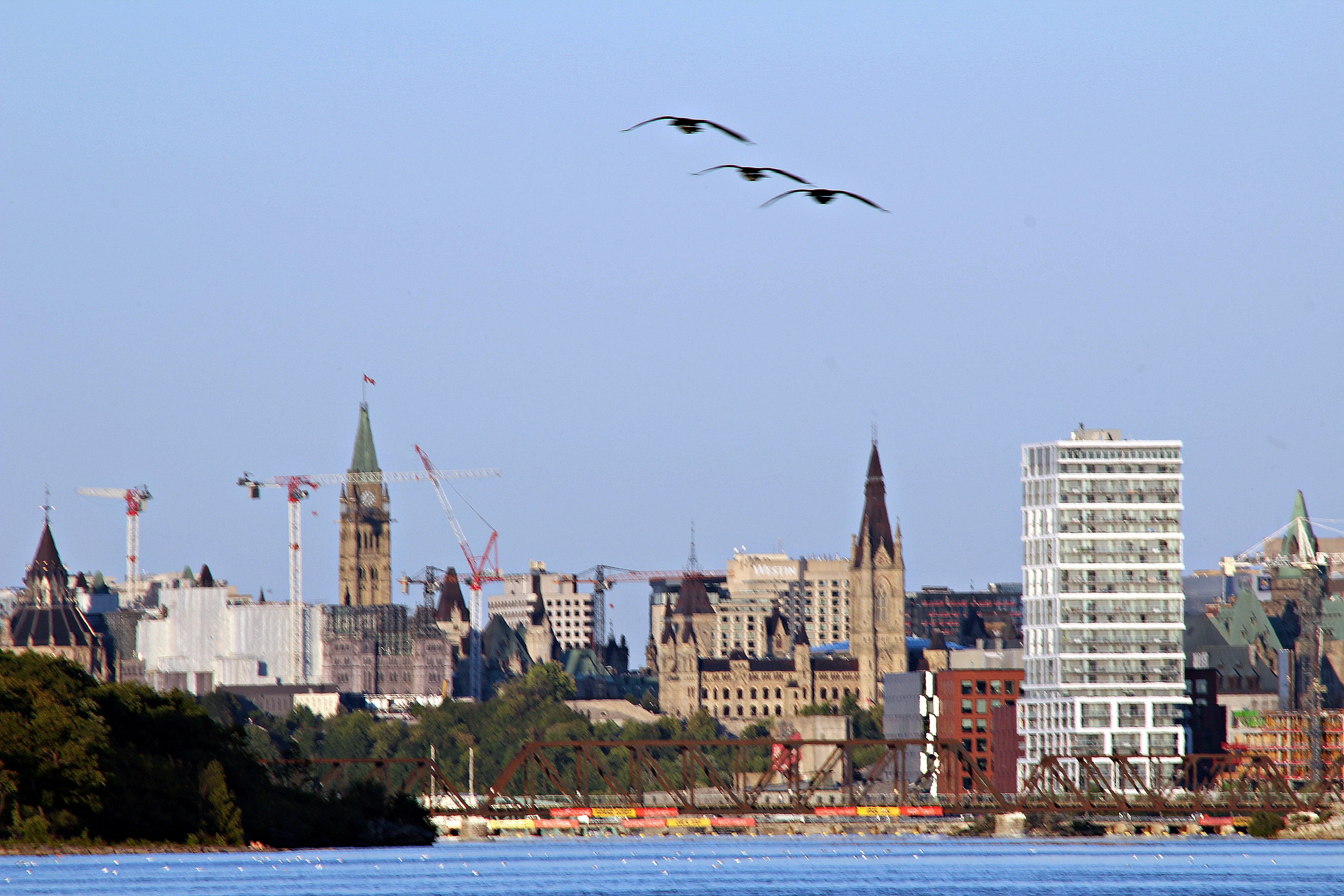 Birds fly over a city skyline with historic buildings.