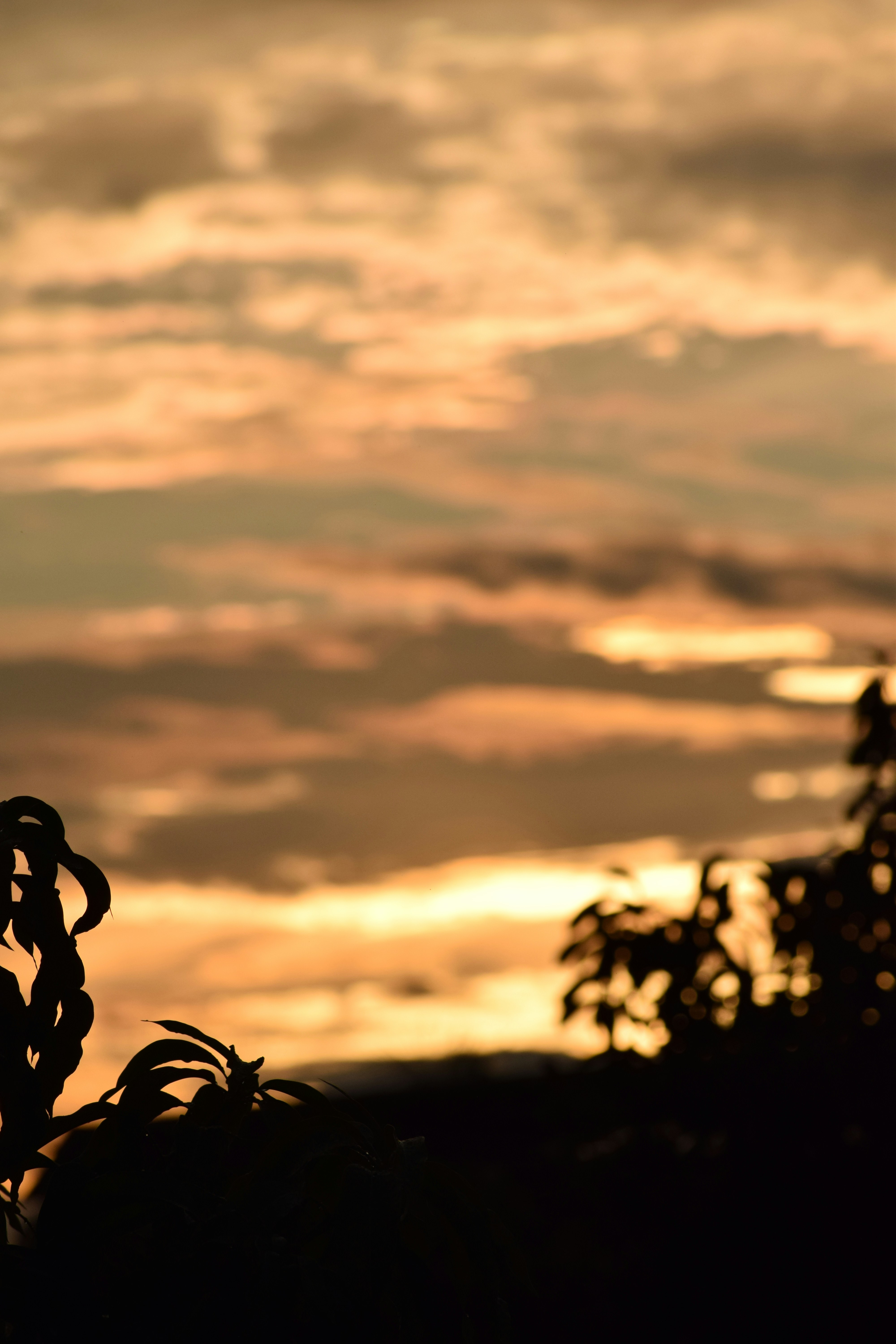 Silhouette of trees against a cloudy sunset sky