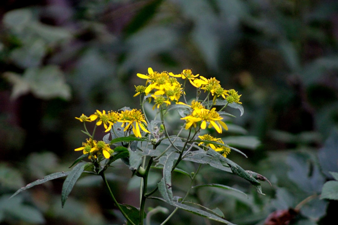 Flora