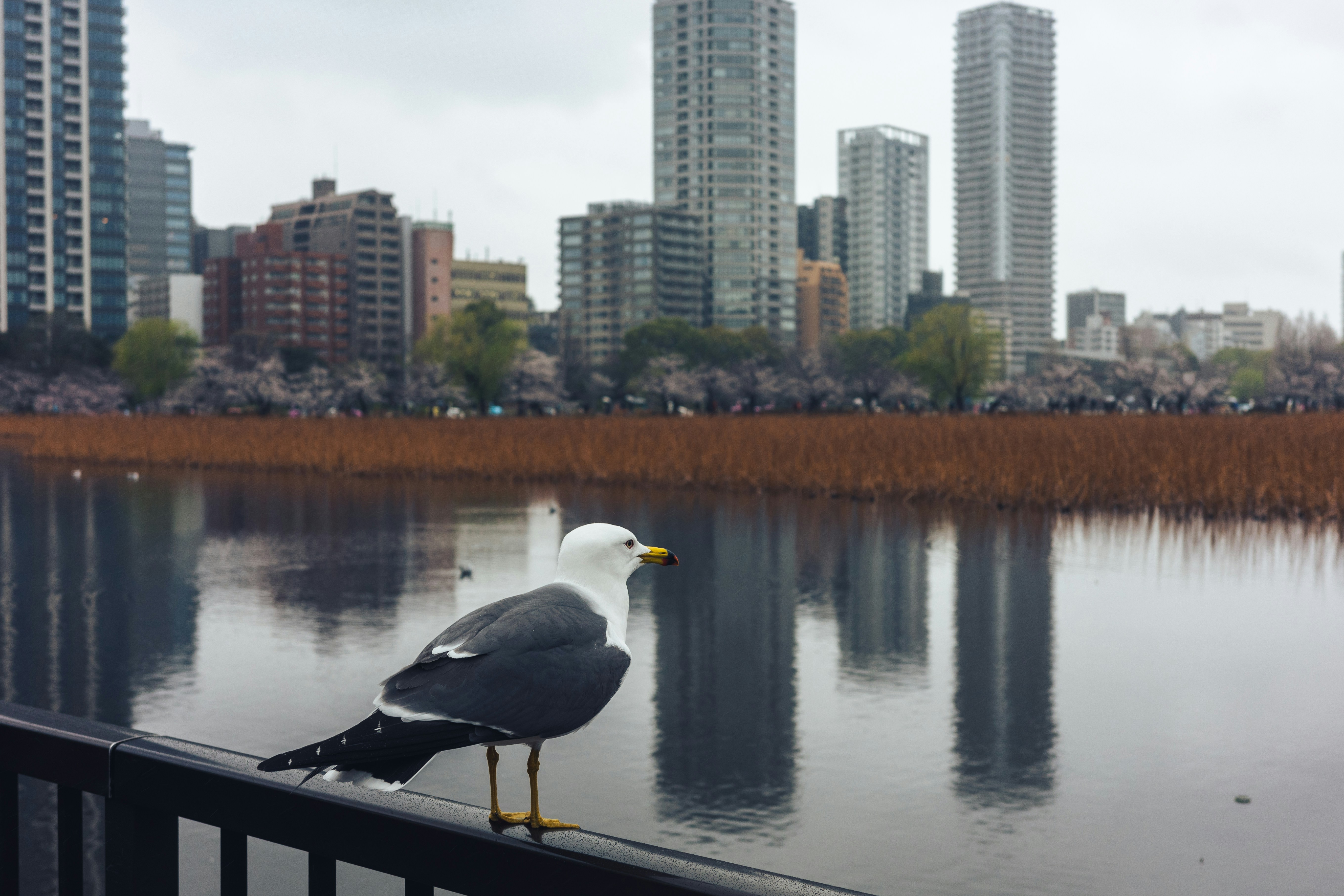 Seagull on railing with cityscape and lake