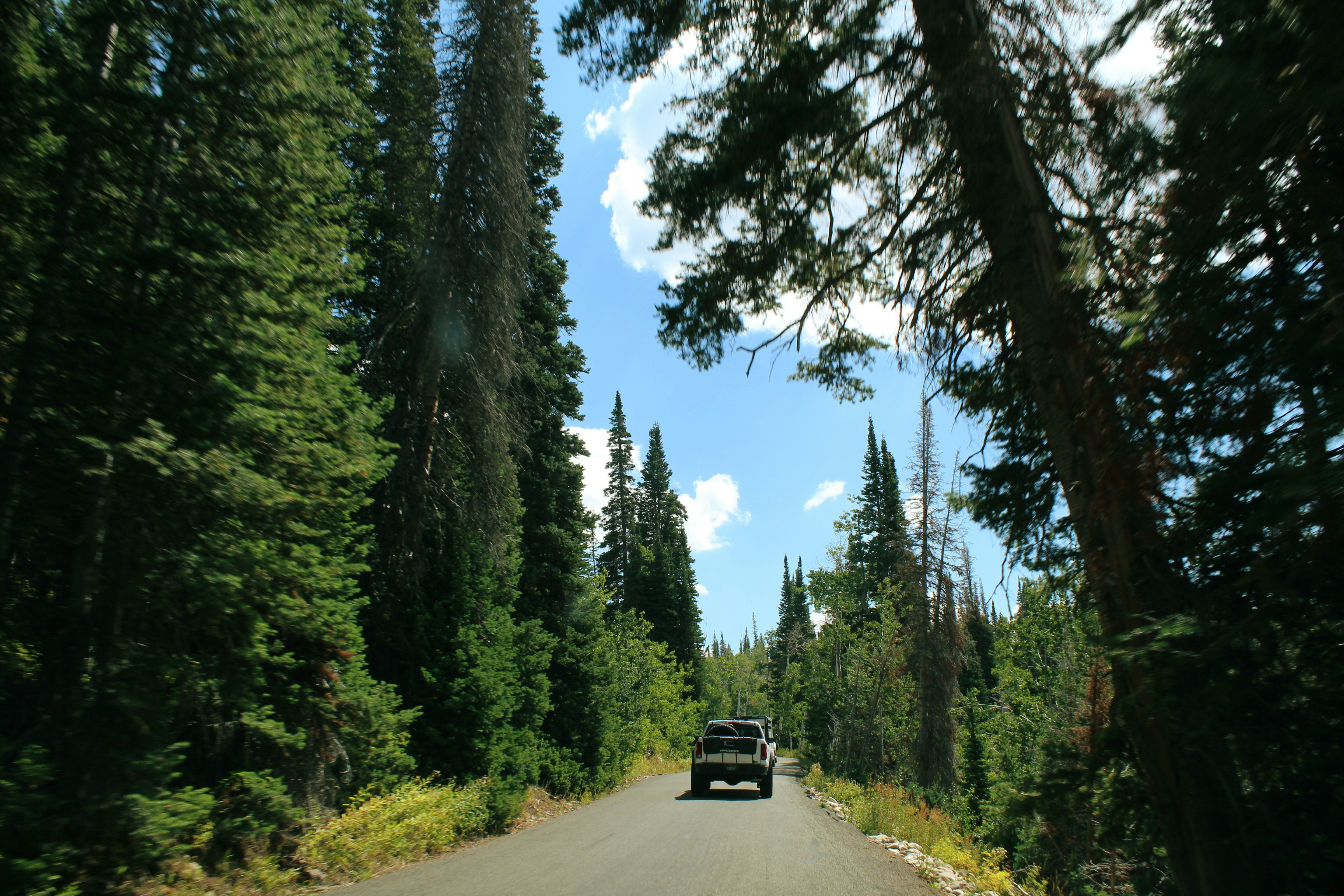 Driving on a road through a dense forest.