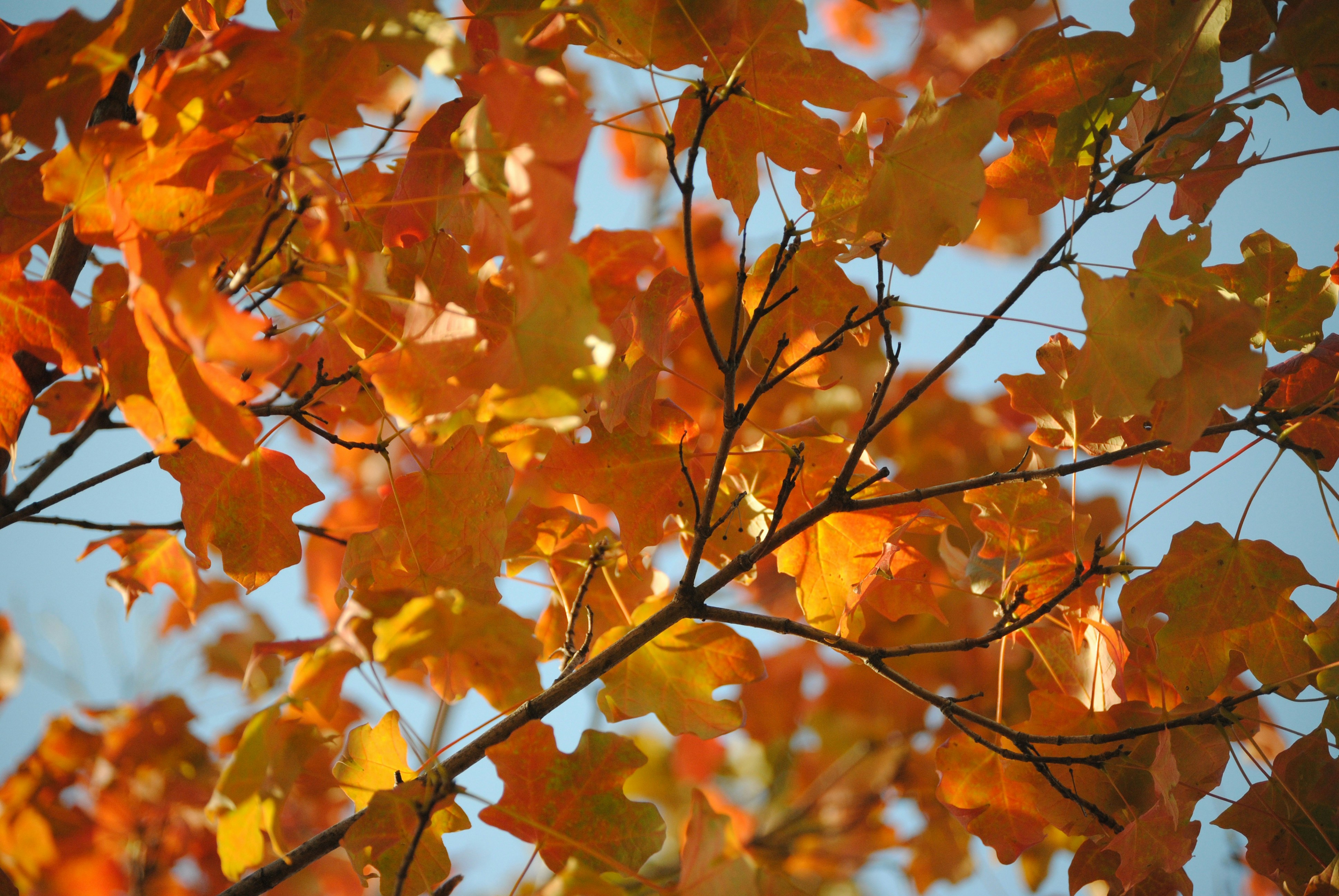 Photo by retsuko1106