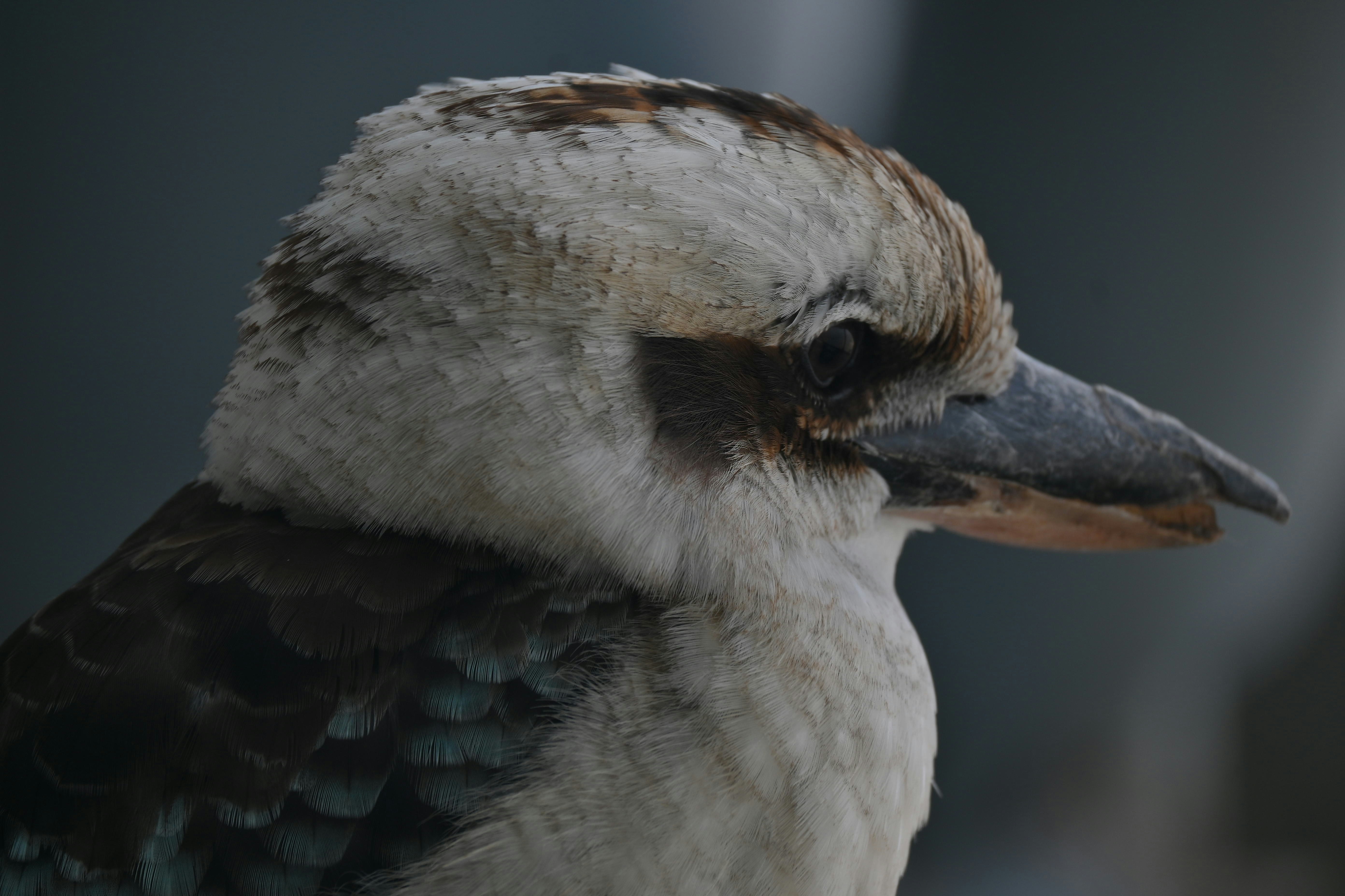 Close-up of a kookaburra bird's head and chest