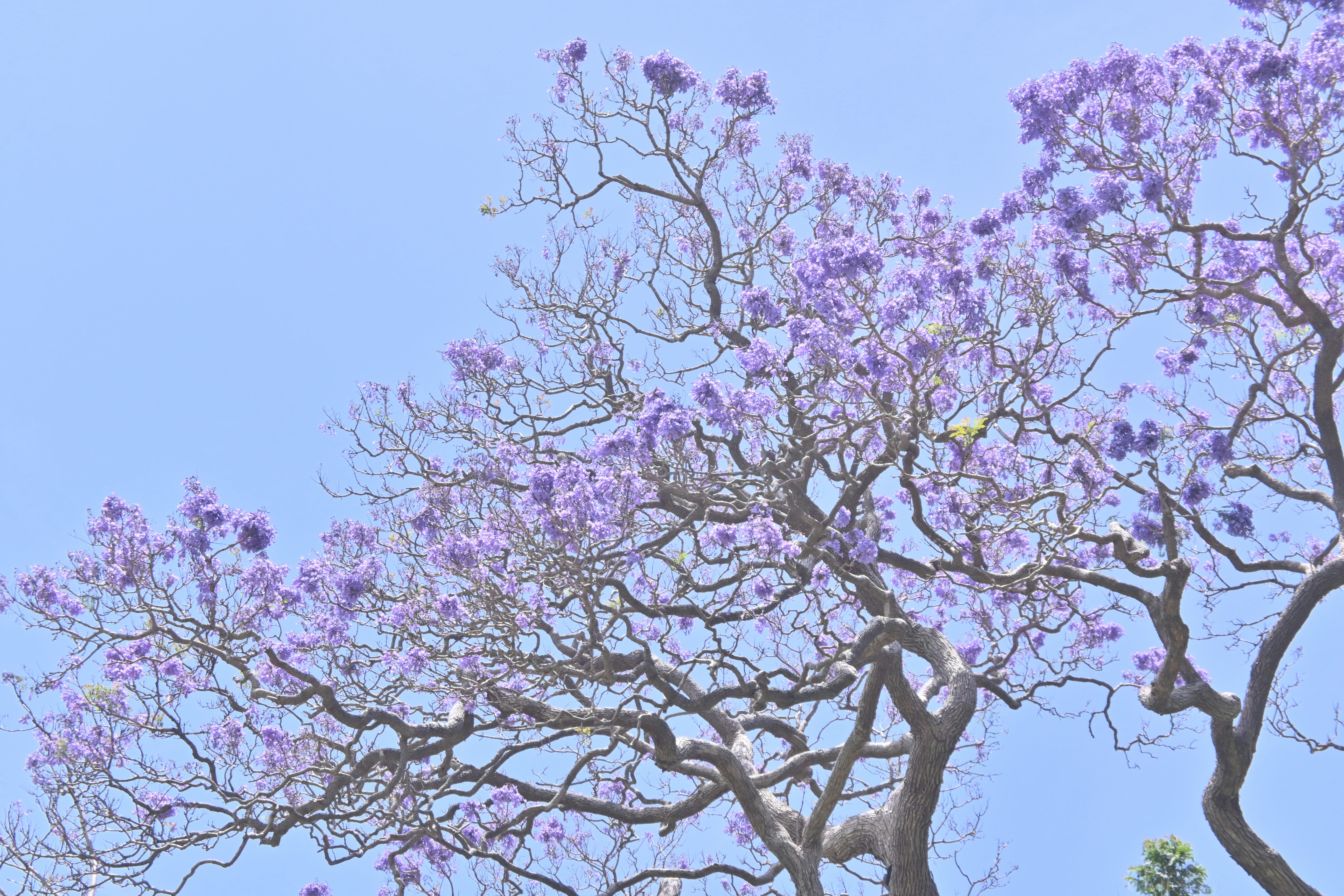 Photo by adriansiaril