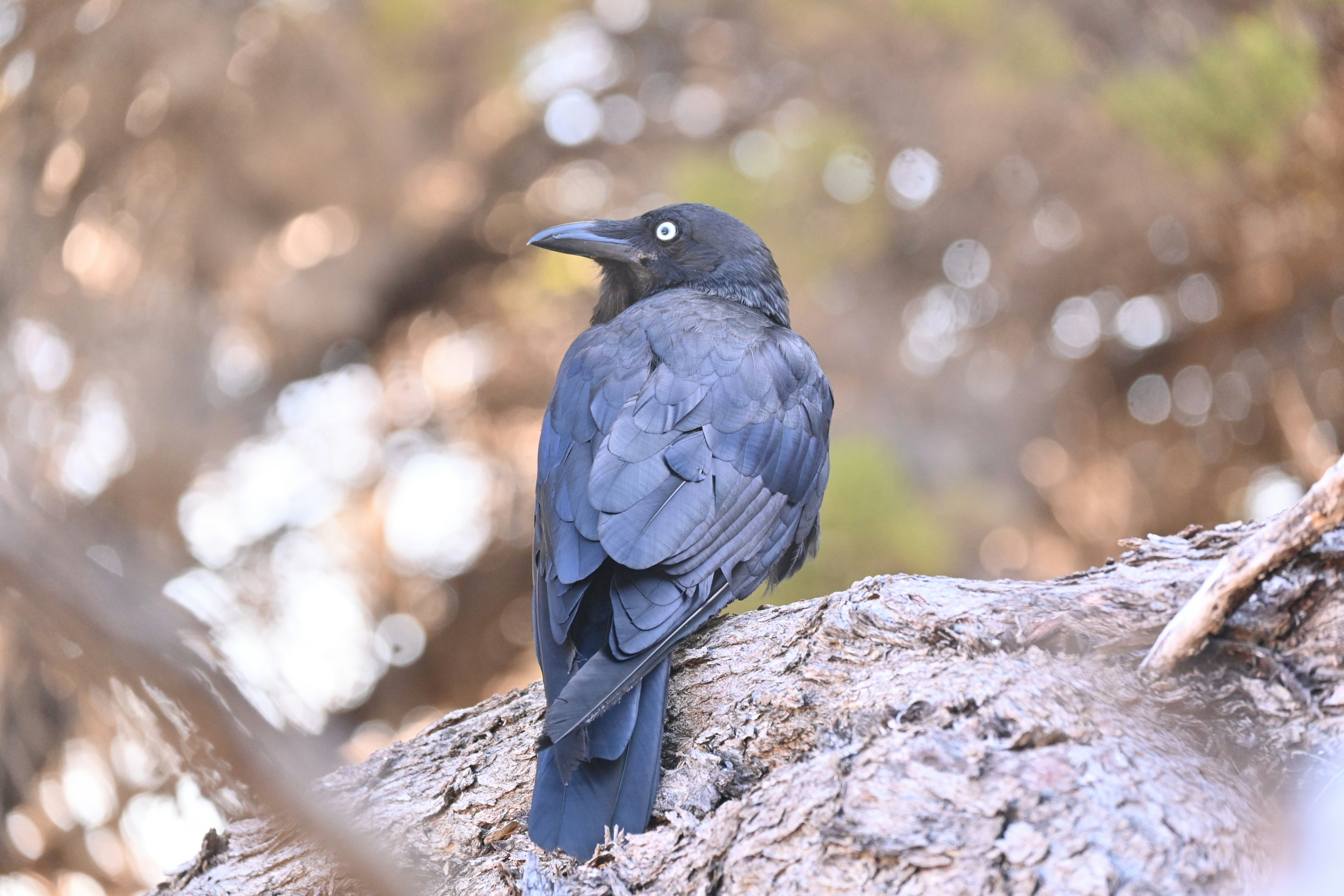 A black bird with white eyes sits on a branch.