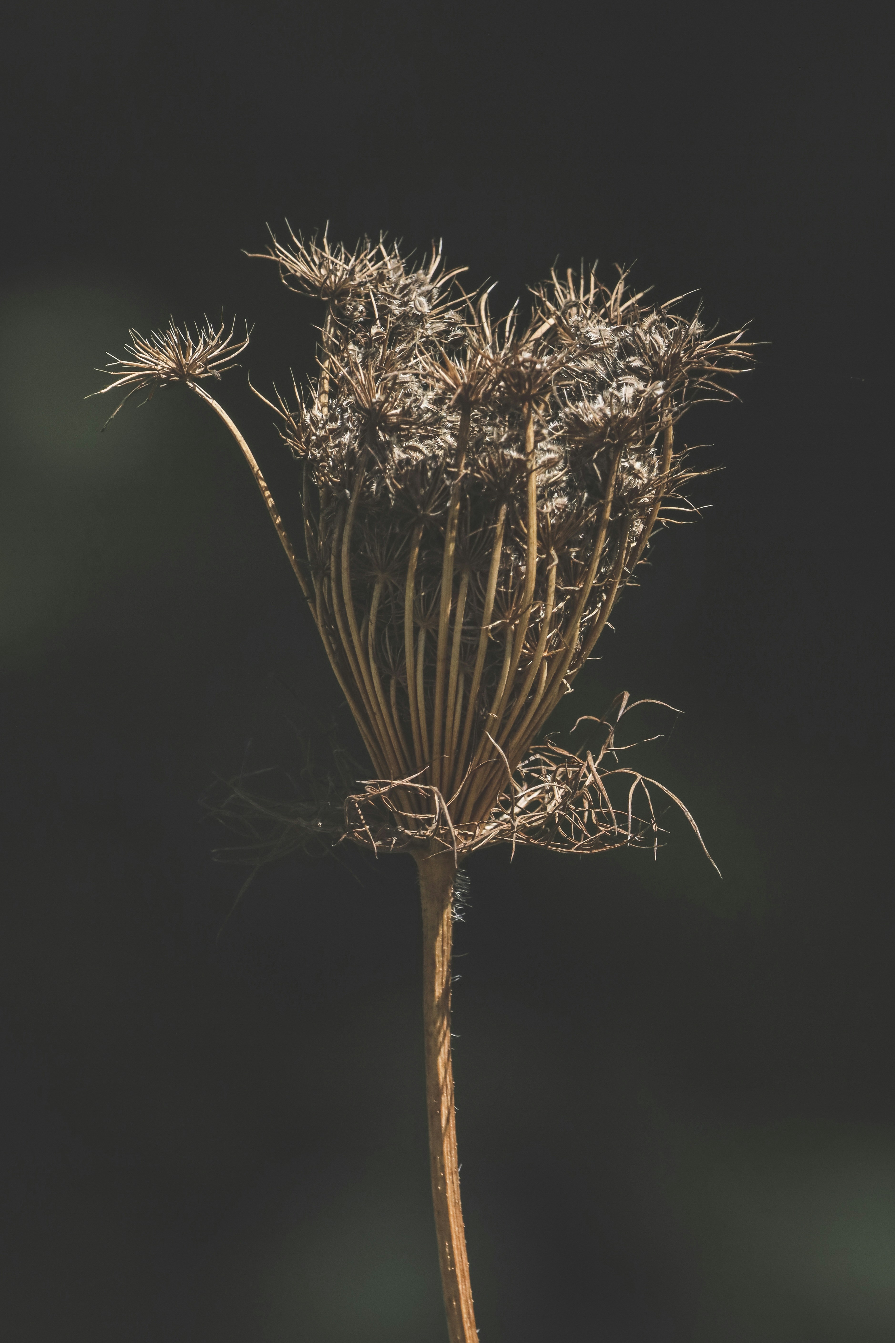 Photo by stephgibeaultart