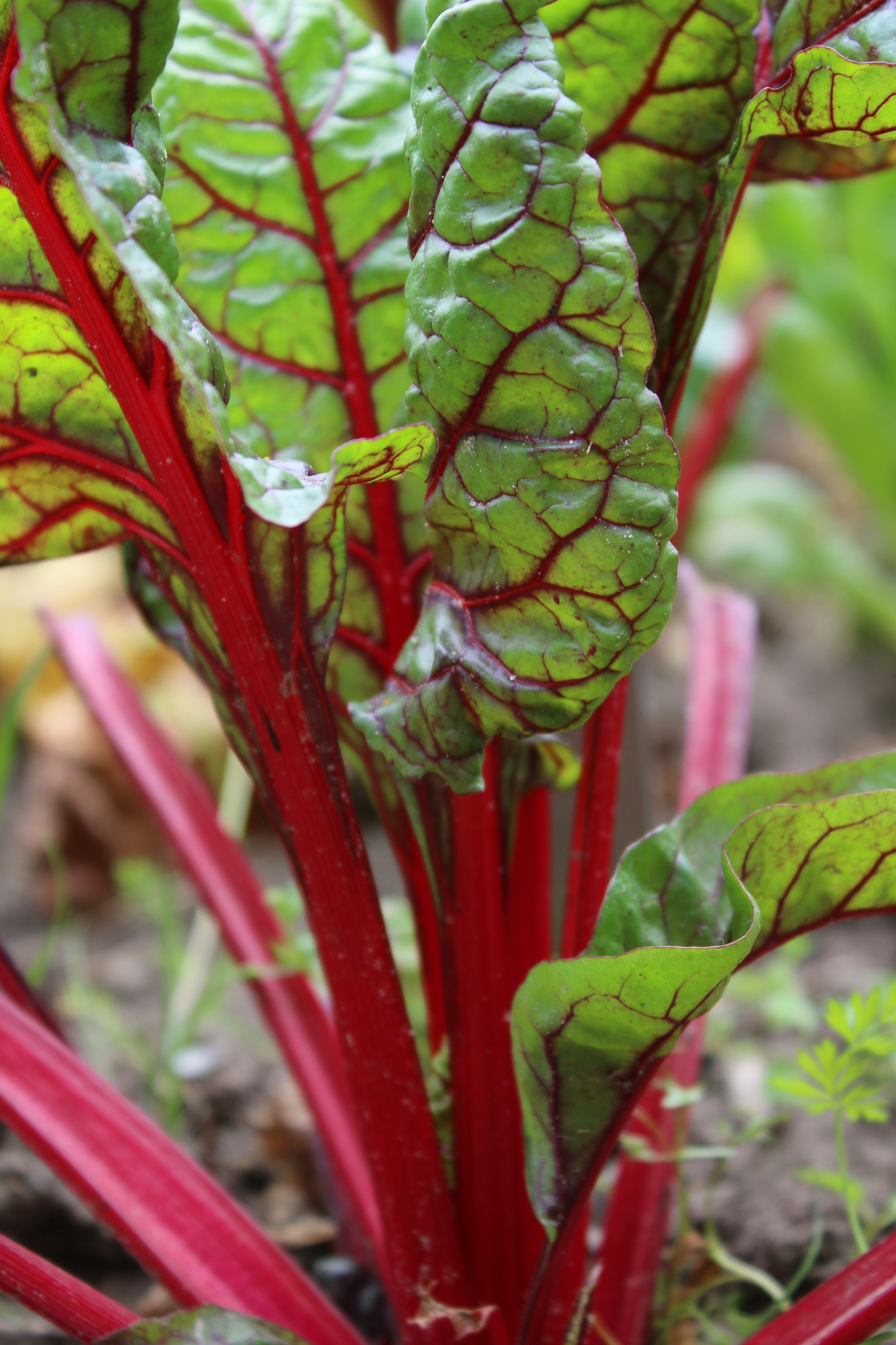 Photo by sanneschroeder