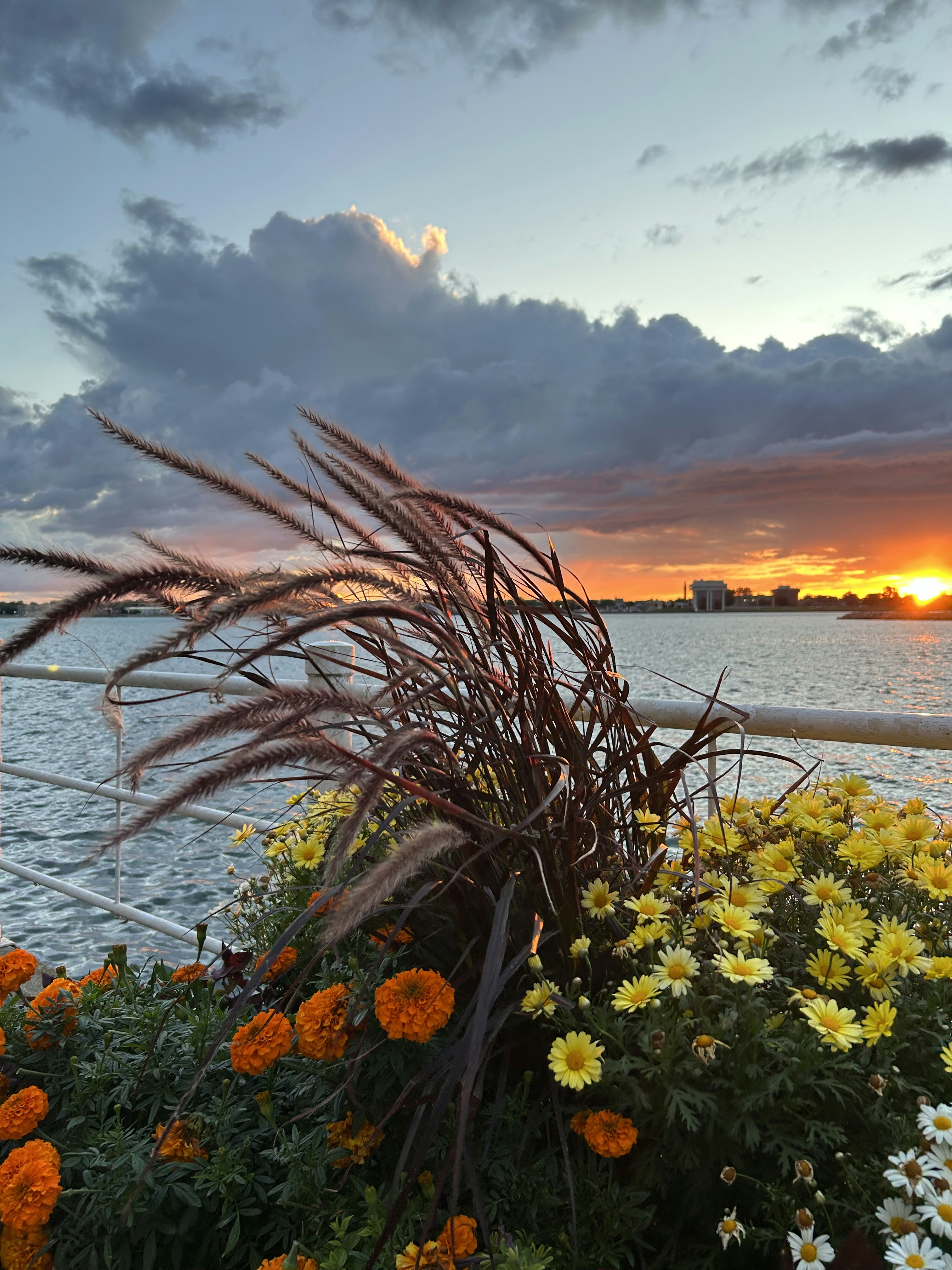 Sunset over water with flowers and grass