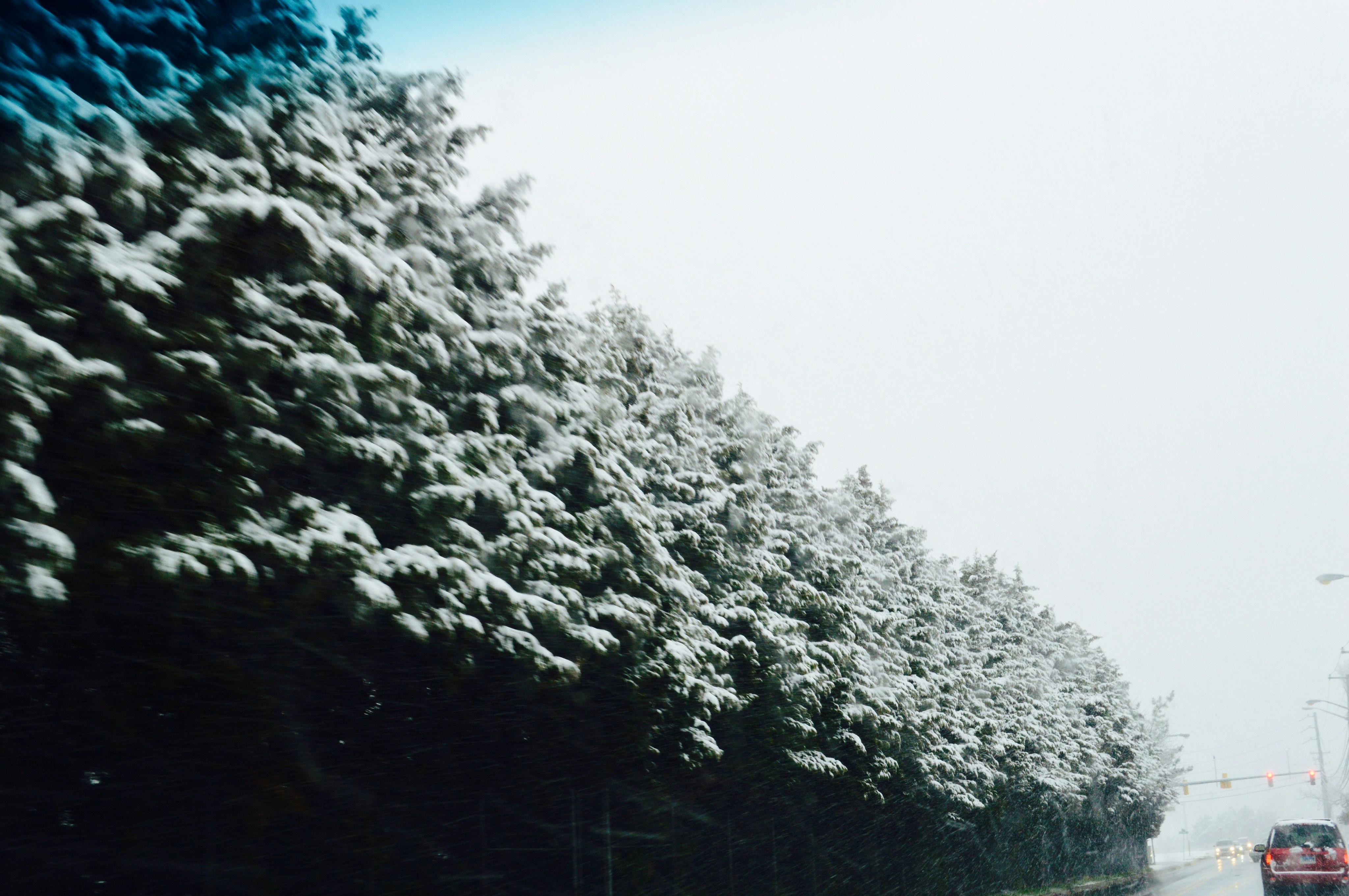 Snow covered trees along a road with car