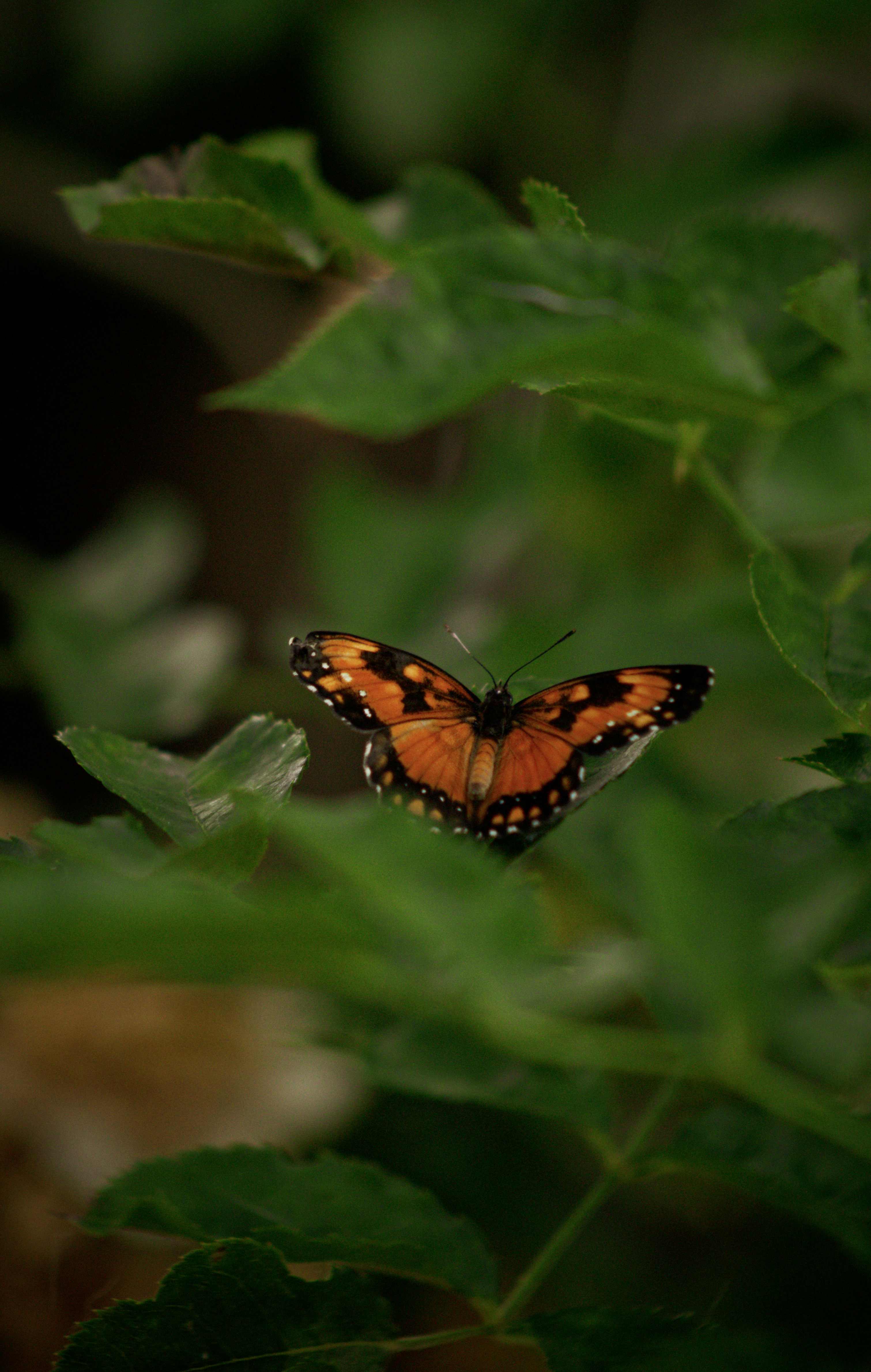 A colorful butterfly on a flower