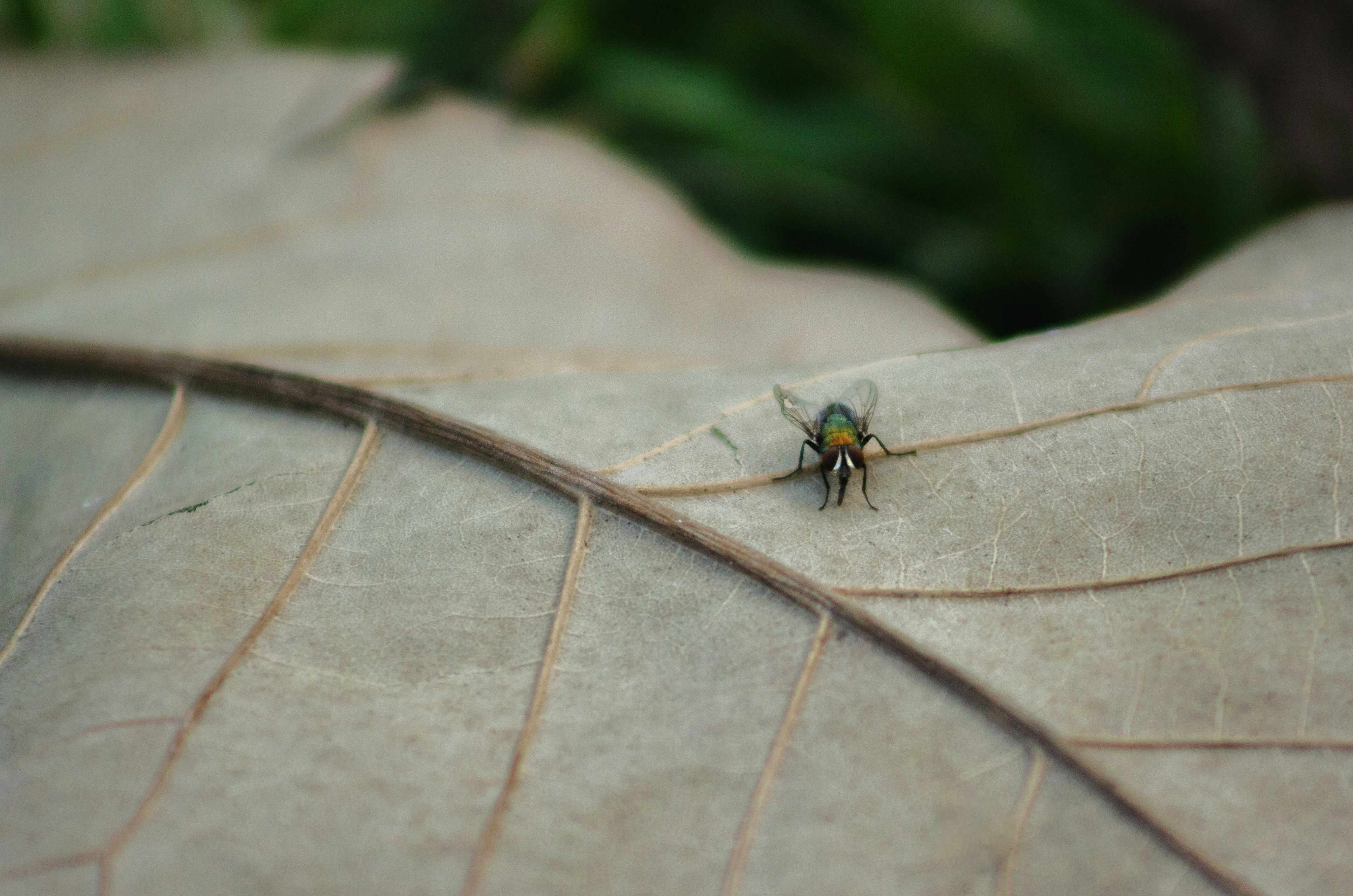 A small metallic green fly rests on a dry leaf.