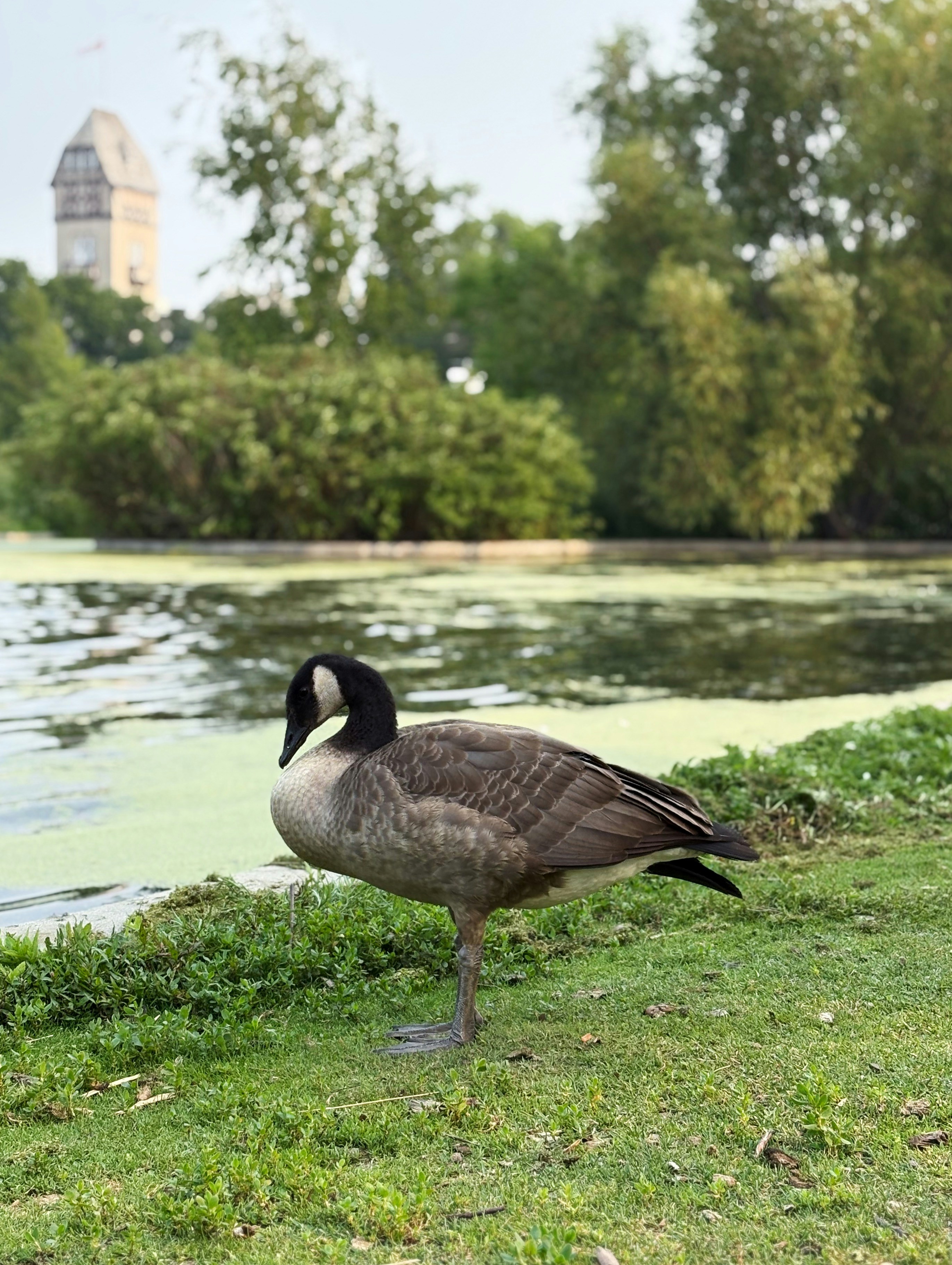 A goose stands on one leg by a pond.