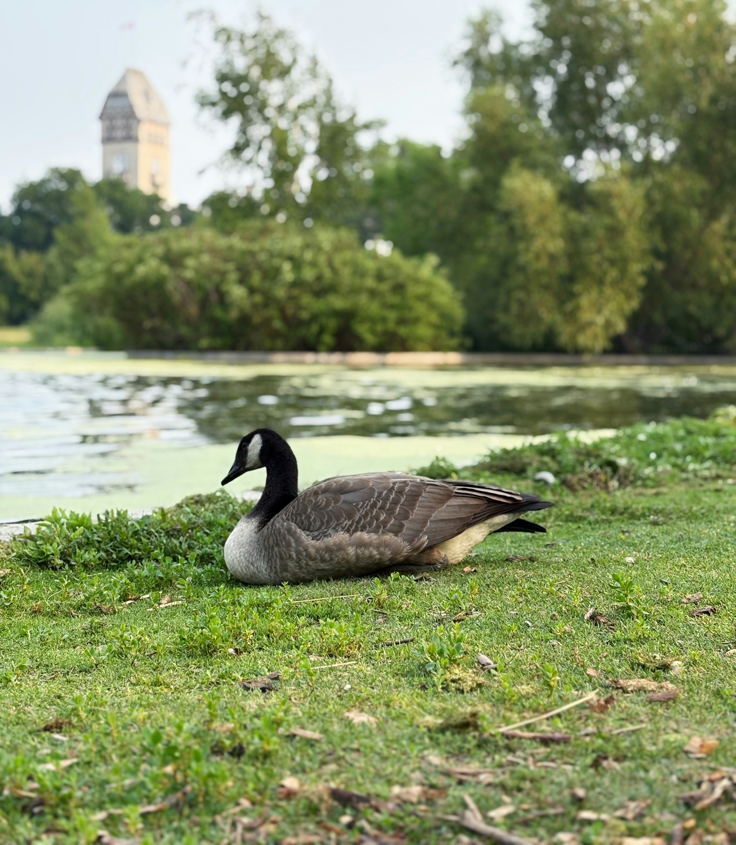 A goose rests on the grassy shore of a lake.