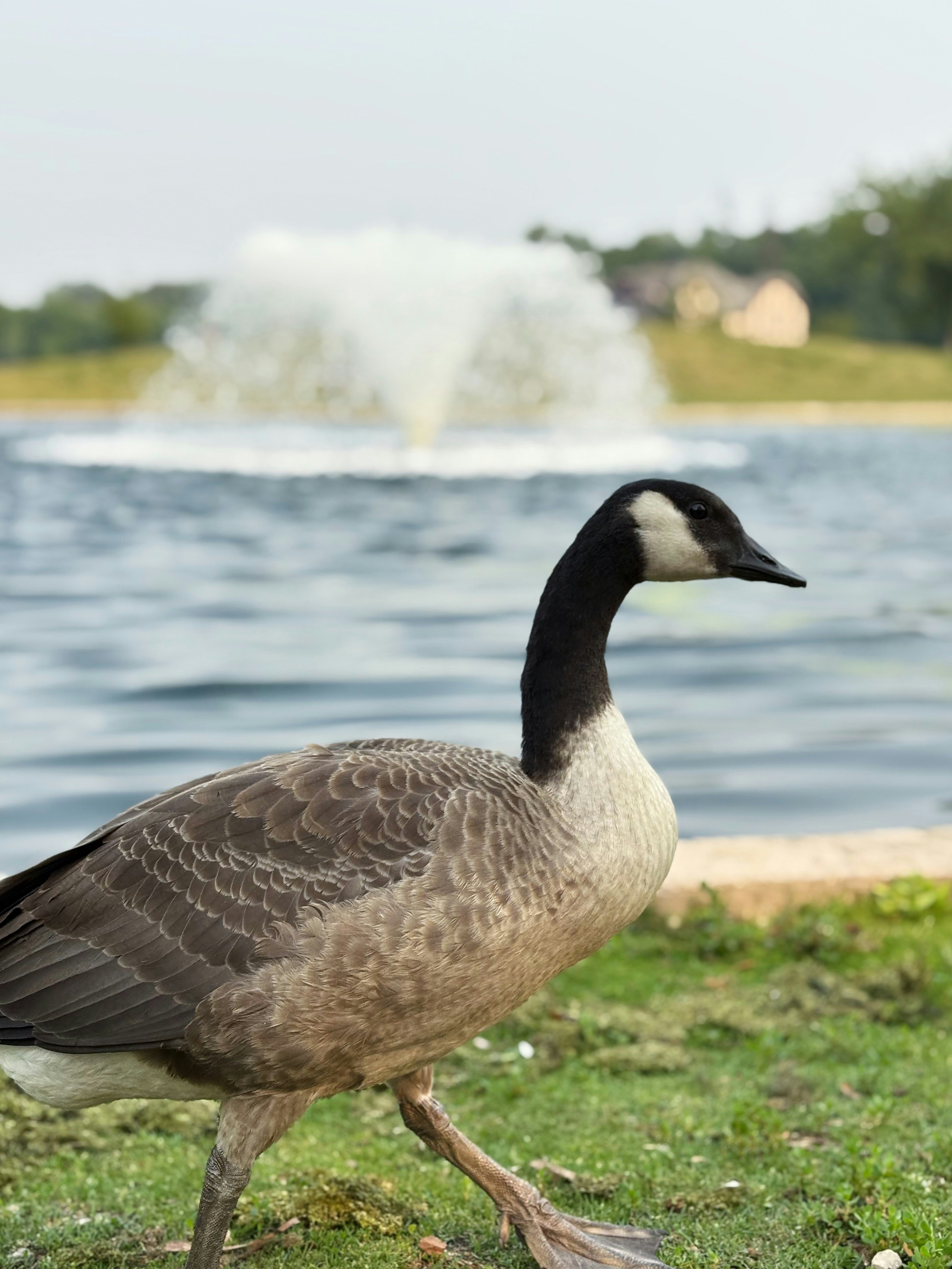 A canada goose walks near a lake with a fountain.