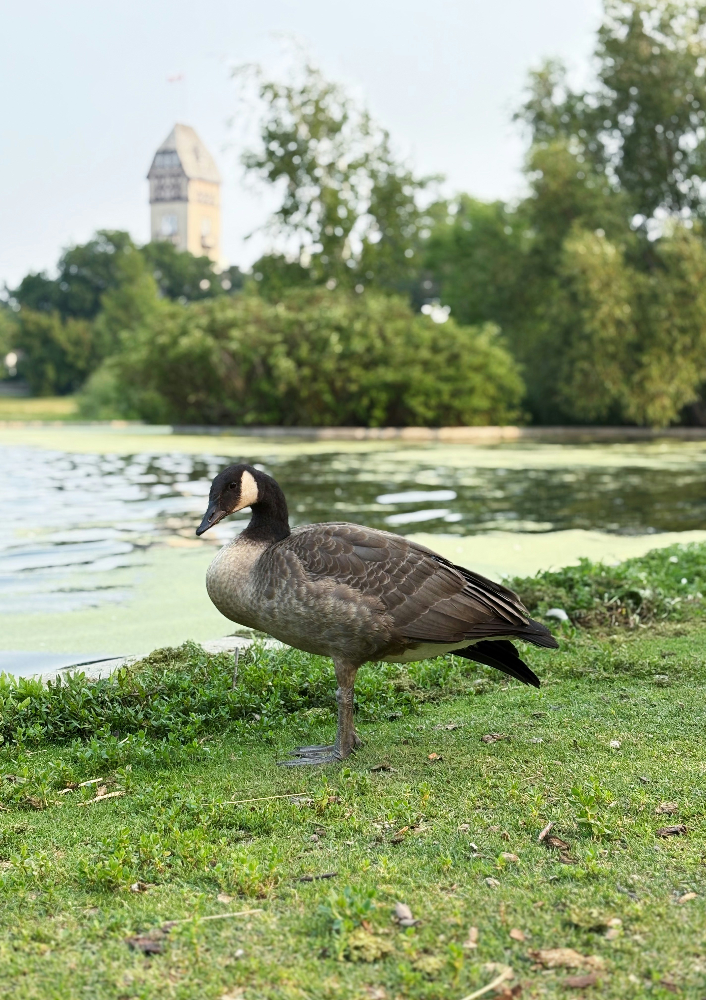 A goose stands on the grass near a lake.