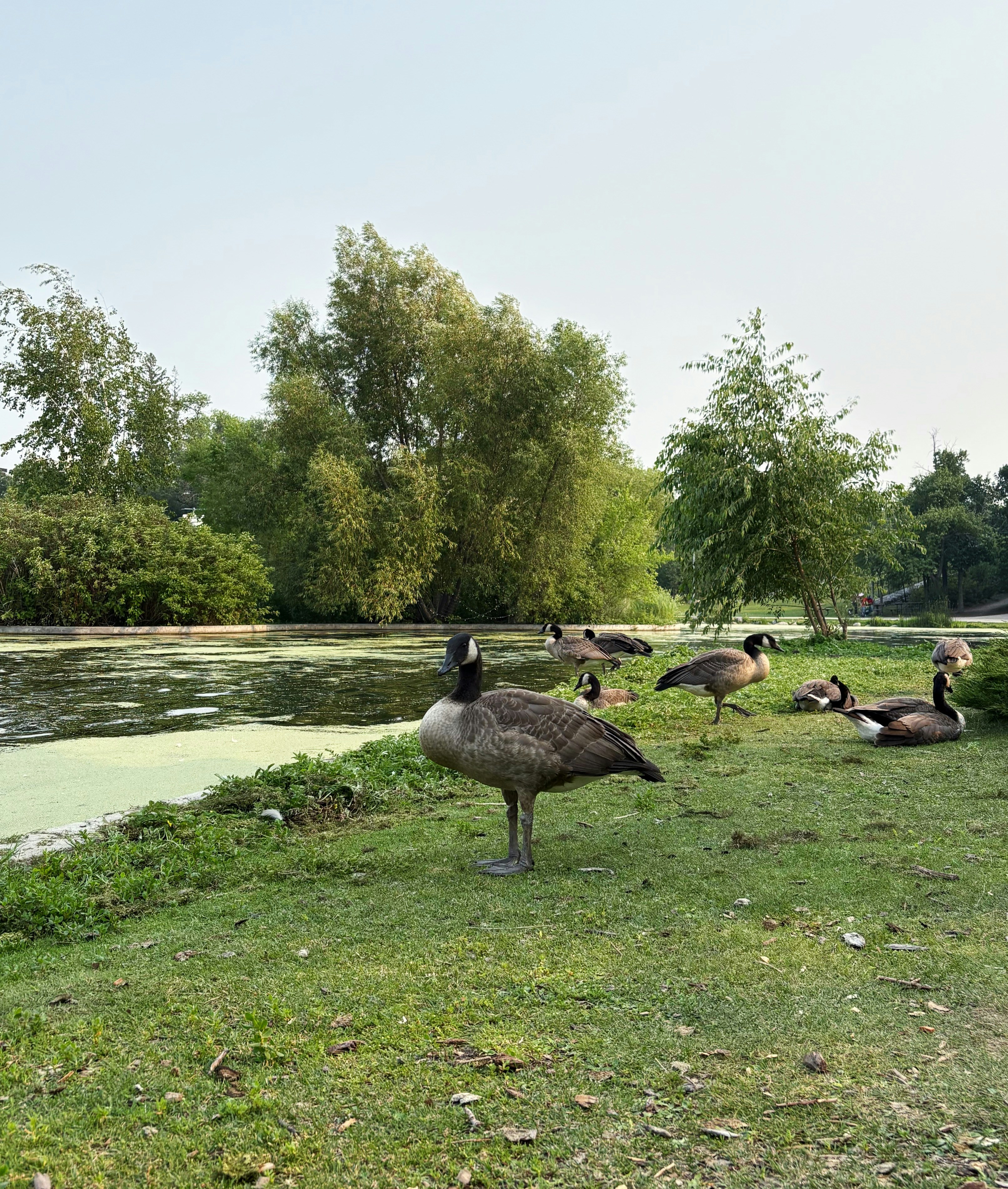 Geese resting by a pond with lush green trees.