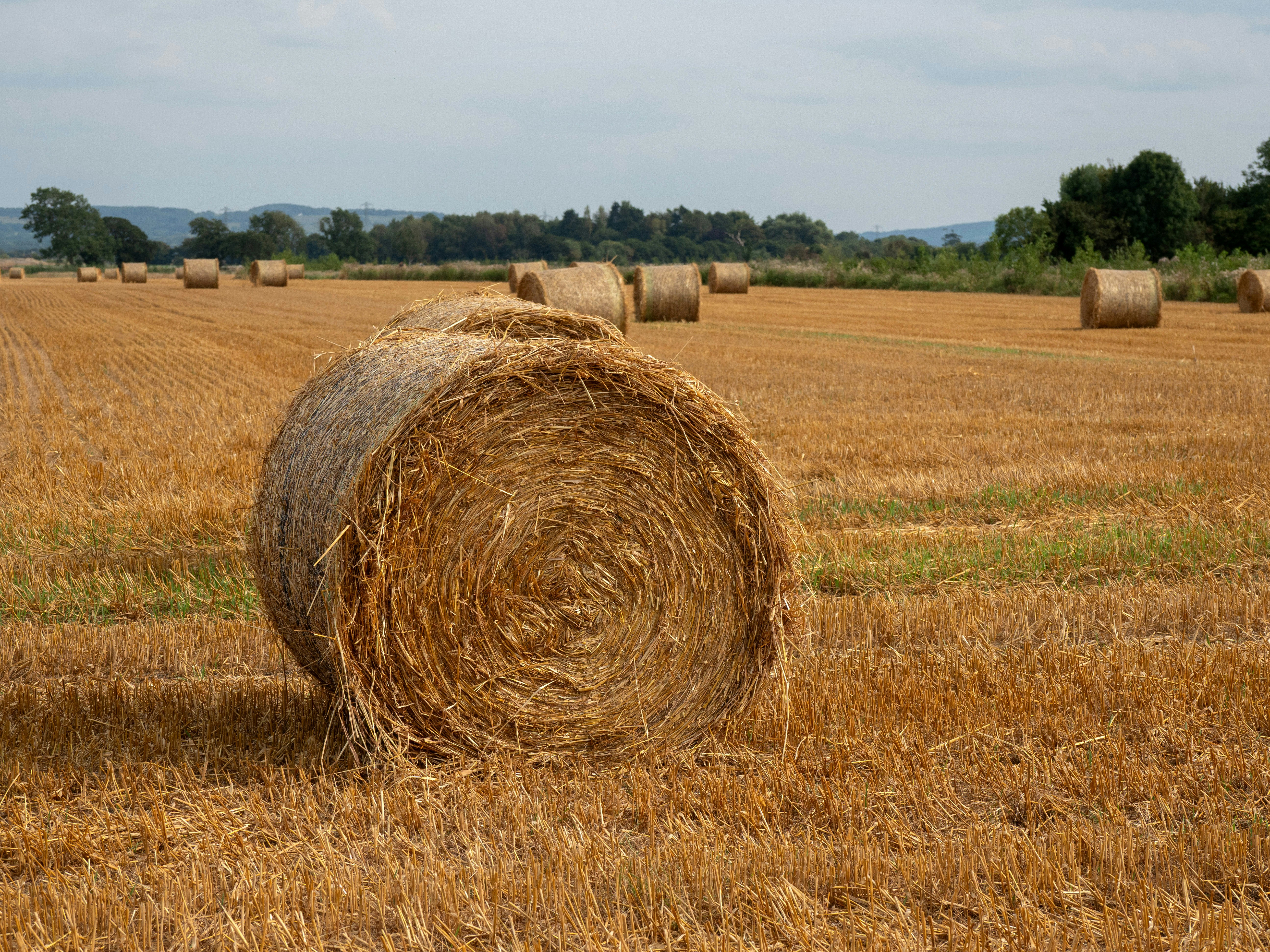 Photo by brett_jordan