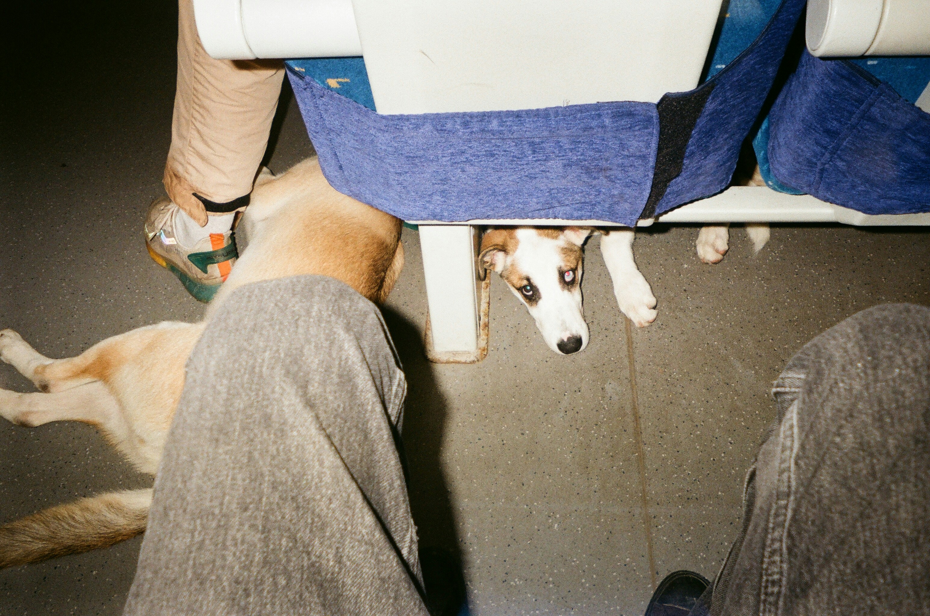 Dog peeking out from under airplane seats