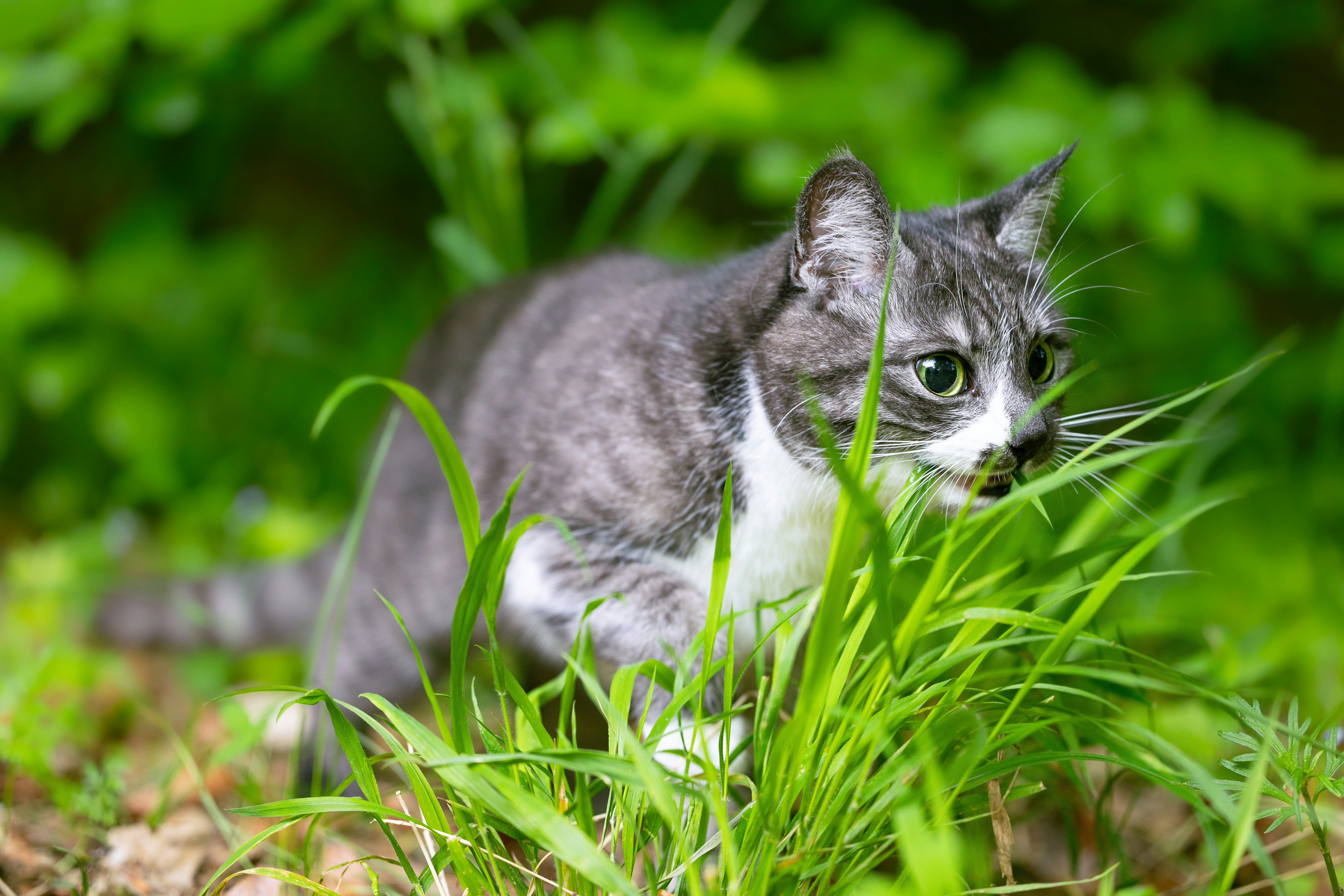 A grey and white cat peeking through green grass.