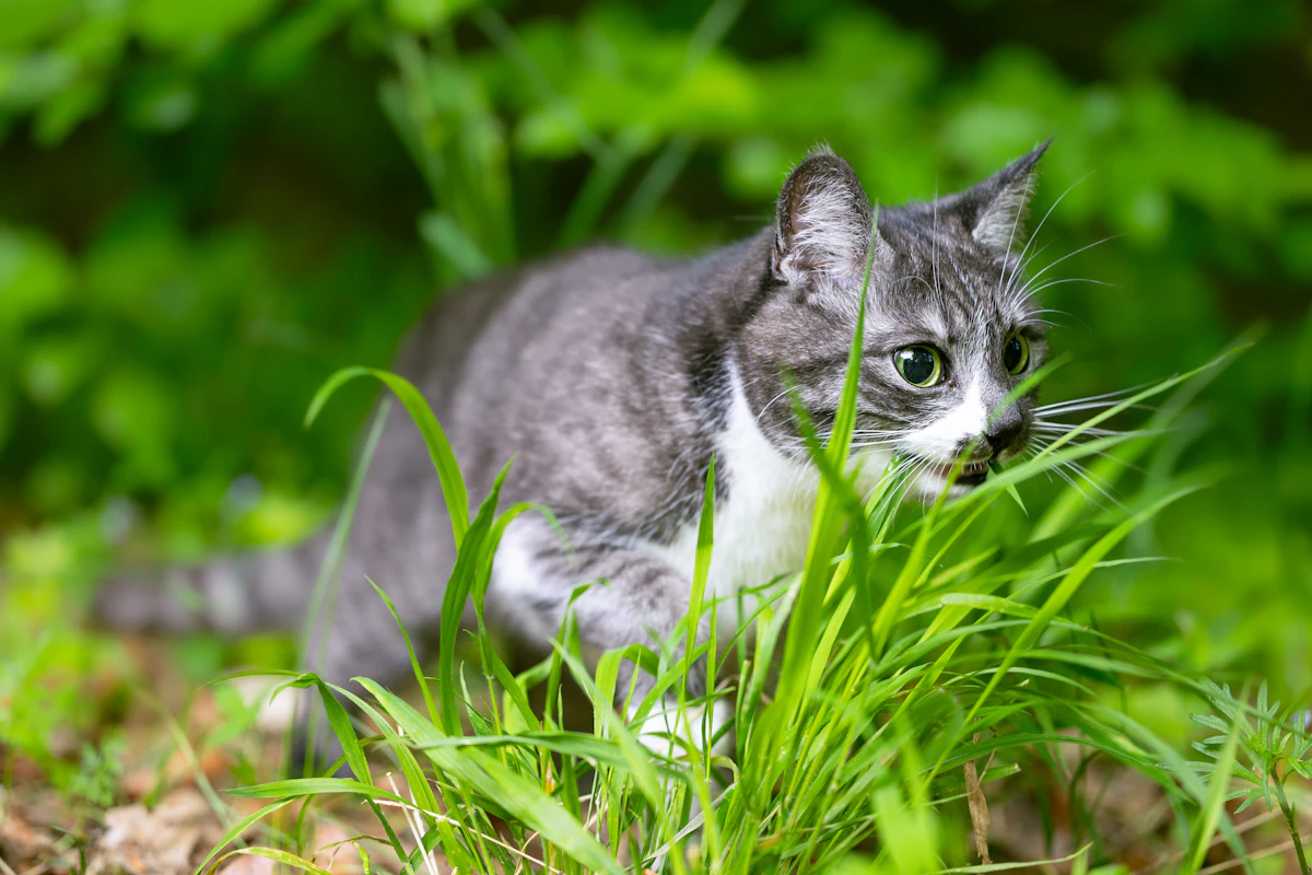 Gato gris y blanco asomando entre la hierba