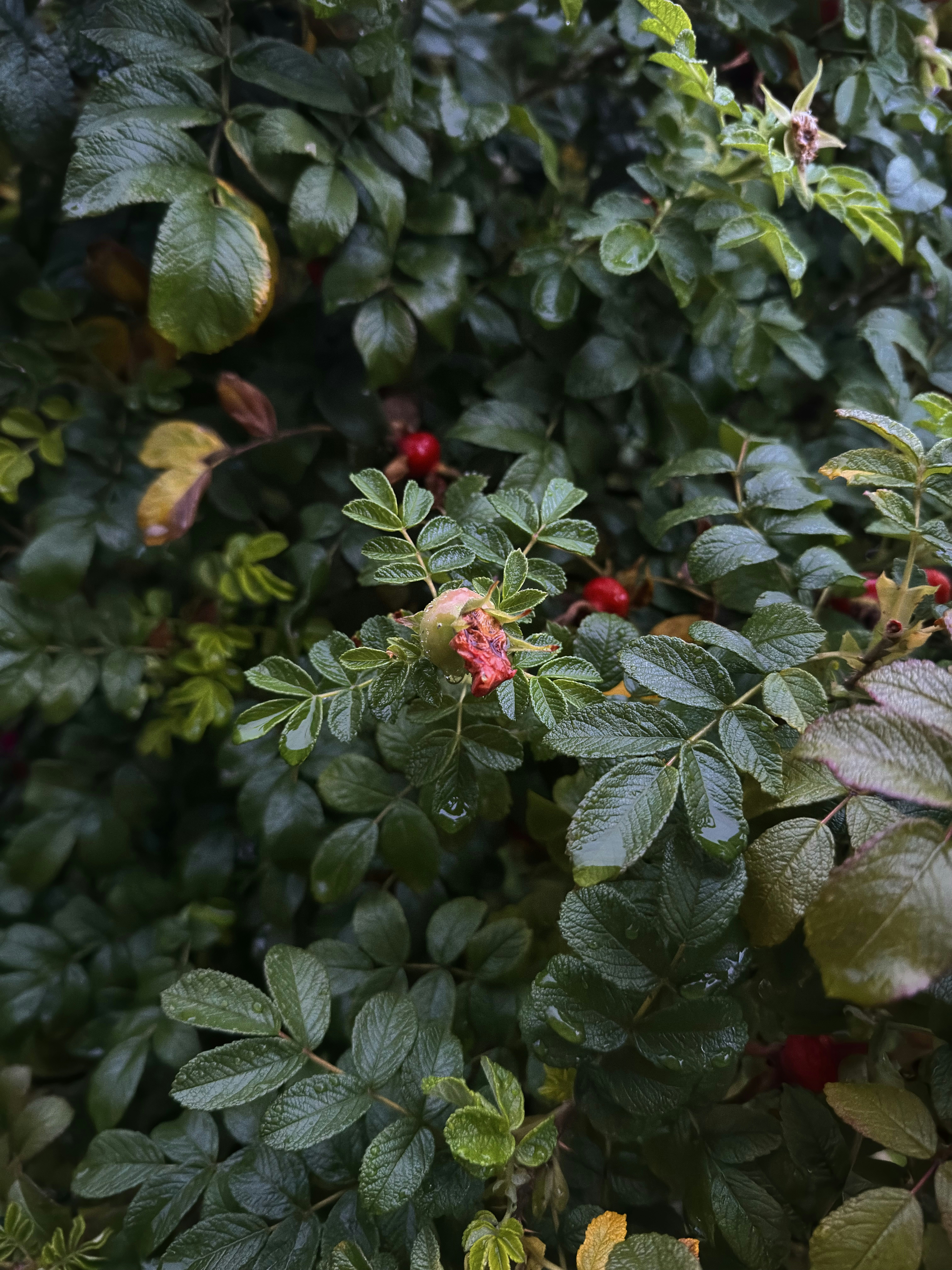 Photo by dmitry_vishnevsky