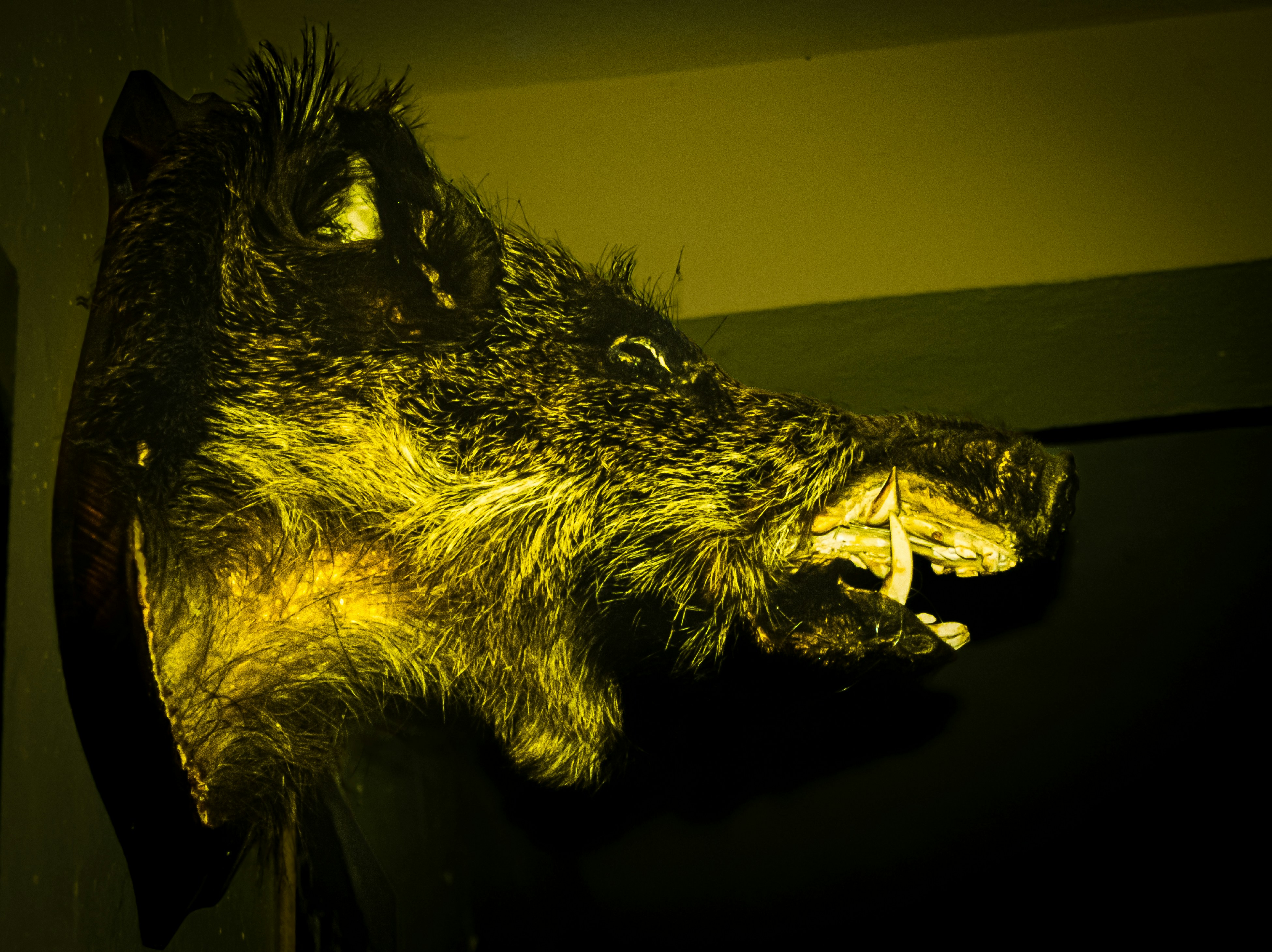 Taxidermied wild boar head with tusks