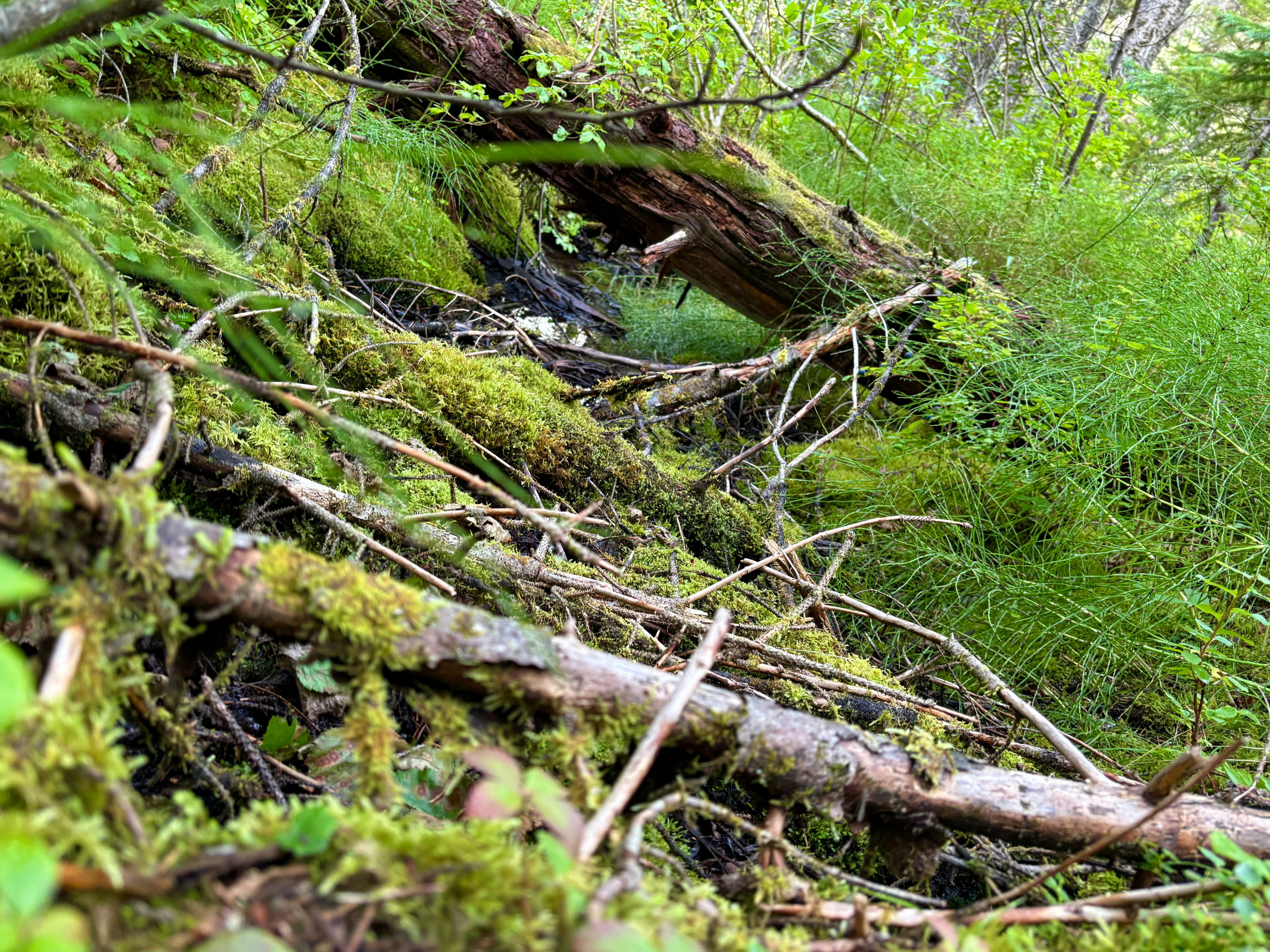 Mossy forest floor with fallen logs and greenery